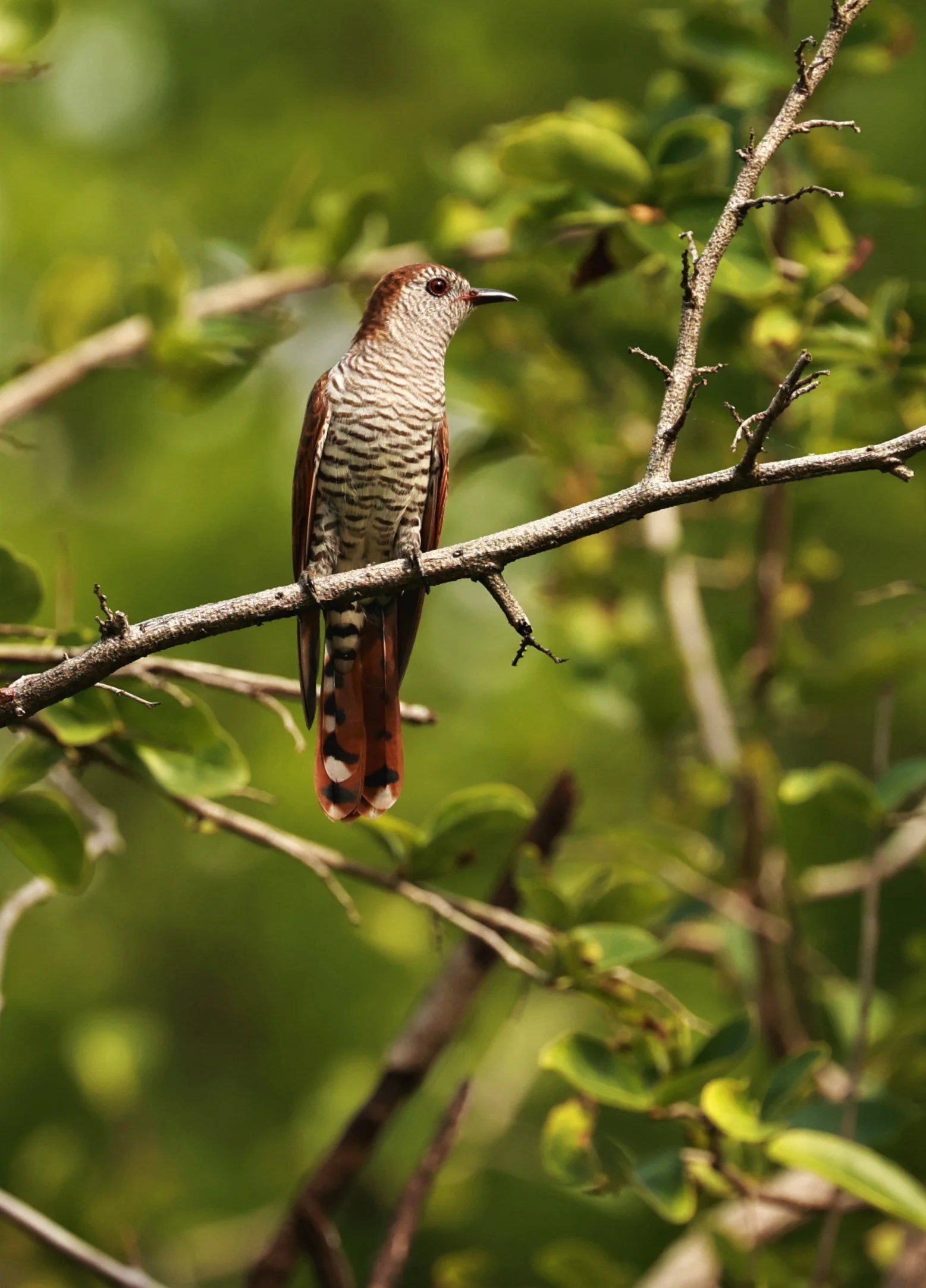 Violet Cuckoo (Chrysococcyx xanthorhynchus) Rama IX Park Bangkok (64).jpg