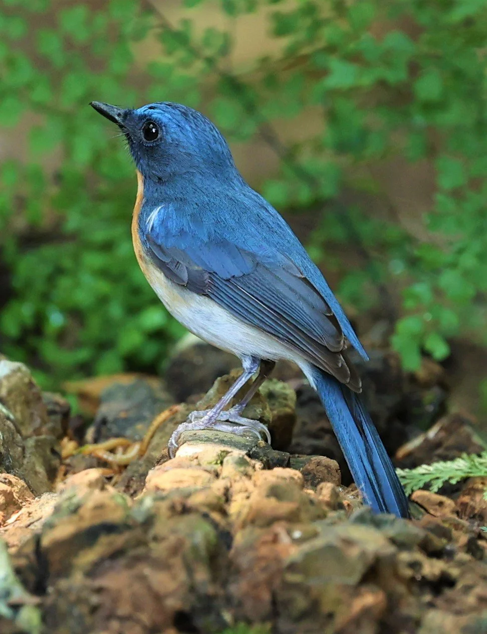 FLYCATCHER - INDOCHINESE BLUE-FLYCATCHER - Cyornis sumatrensis - PETCHABURI PROVINCE - NUY HIDE NEAR KAENG KRACHAN JAN 2022 (56).jpg