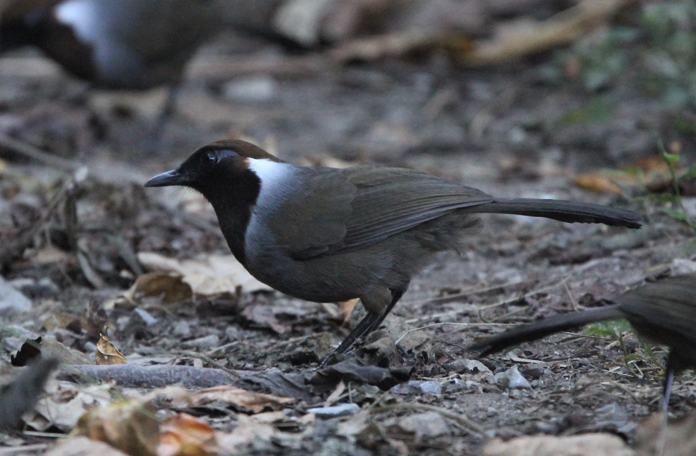 White-necked Laughingthrush (Garrulax strepitans)