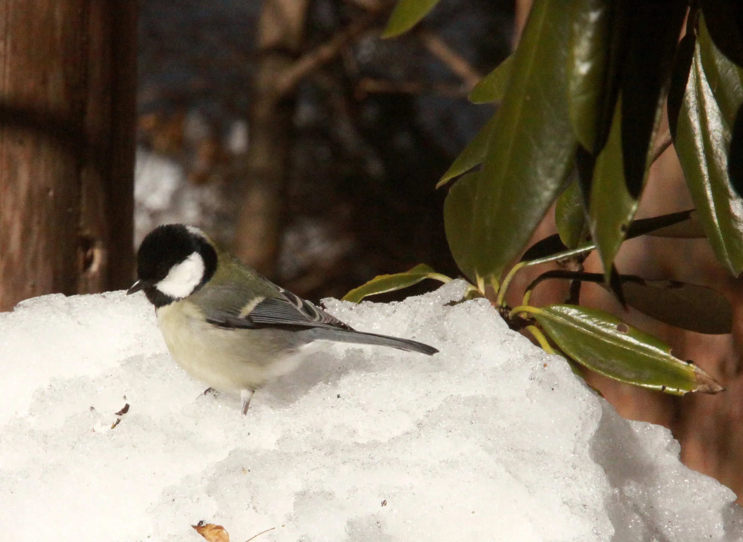 Japanese Tit (Parus minor) Shiobutsu Onsen Karuizawa Japan (13).JPG