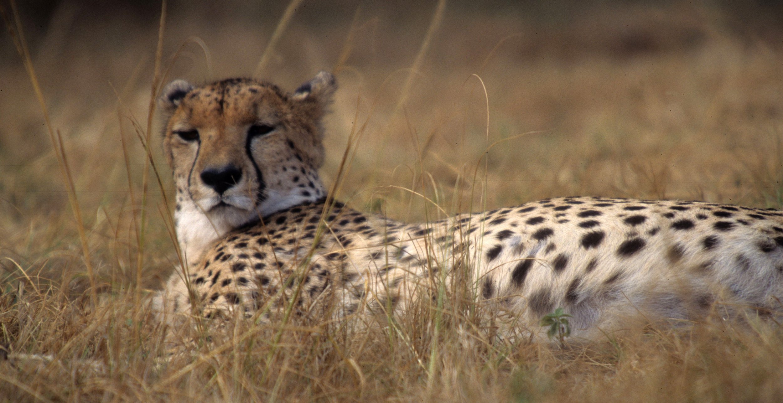 FELID - CHEETAH - KRUGER (30).jpg