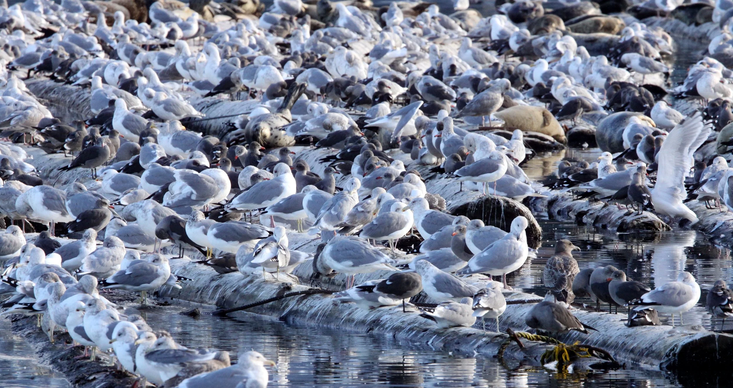 BIRD - GULL - MIXED FLOCK - PORT ANGELES HARBOR - HEERMAN'S AND WESTERN GULLS (5).JPG