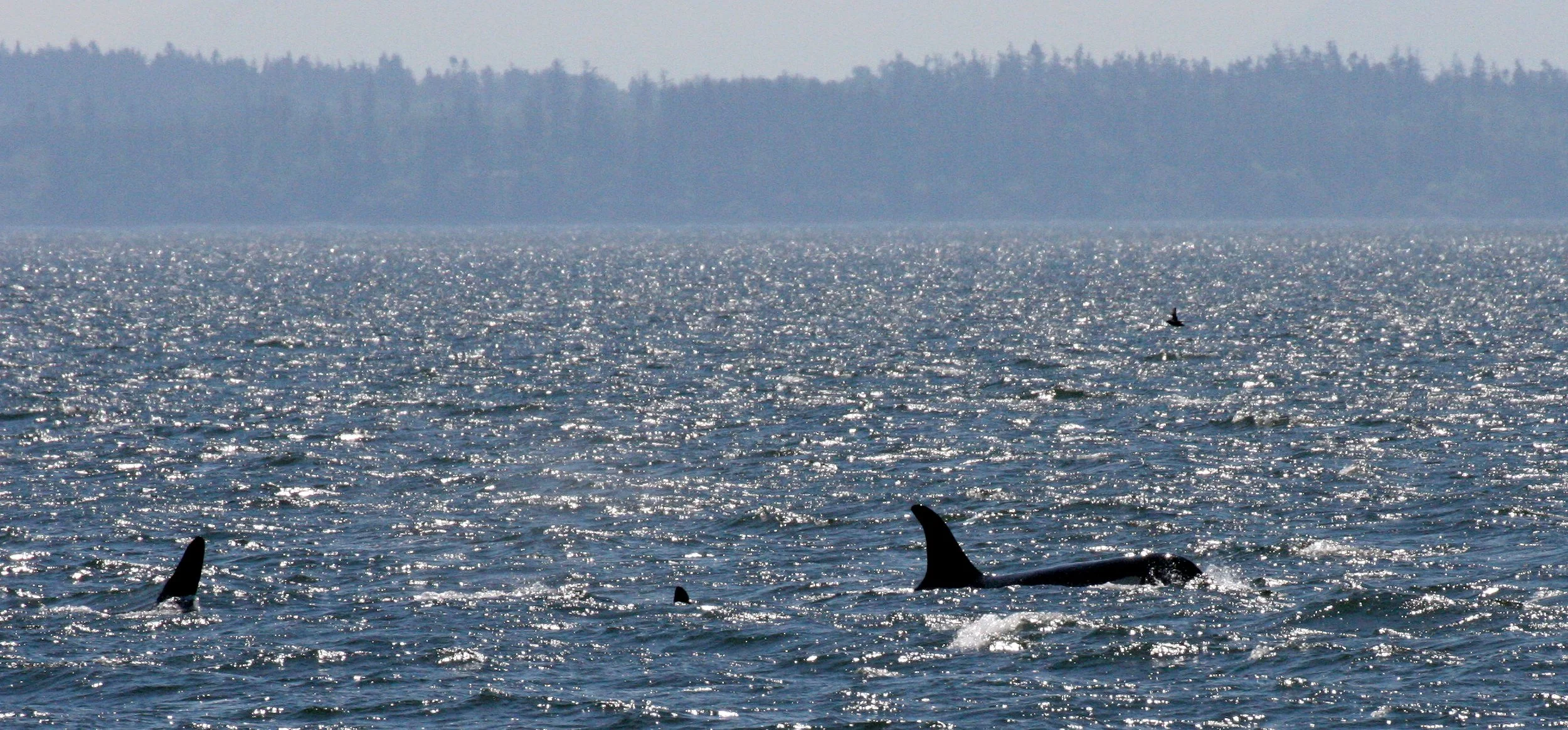 Orcinus orca - SOUTHERN RESIDENT KILLER WHALES (ORCA) - J POD IN ROSARIO STRAIT SAN JUAN ISLANDS WA (6).JPG