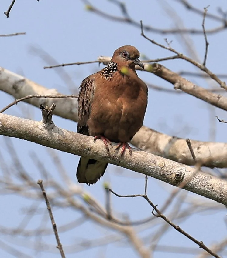 Spotted Dove (Streptopelia chinensis) Khao Yai National Park Feb 2026 Day 3 (2).jpg