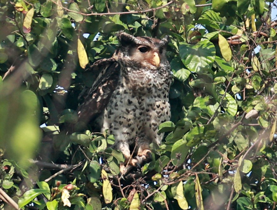 Spot-bellied Eagle-Owl (Bubo nipalensis) Pak Chong Mu Si Municipality Feb 2026  (16).jpg