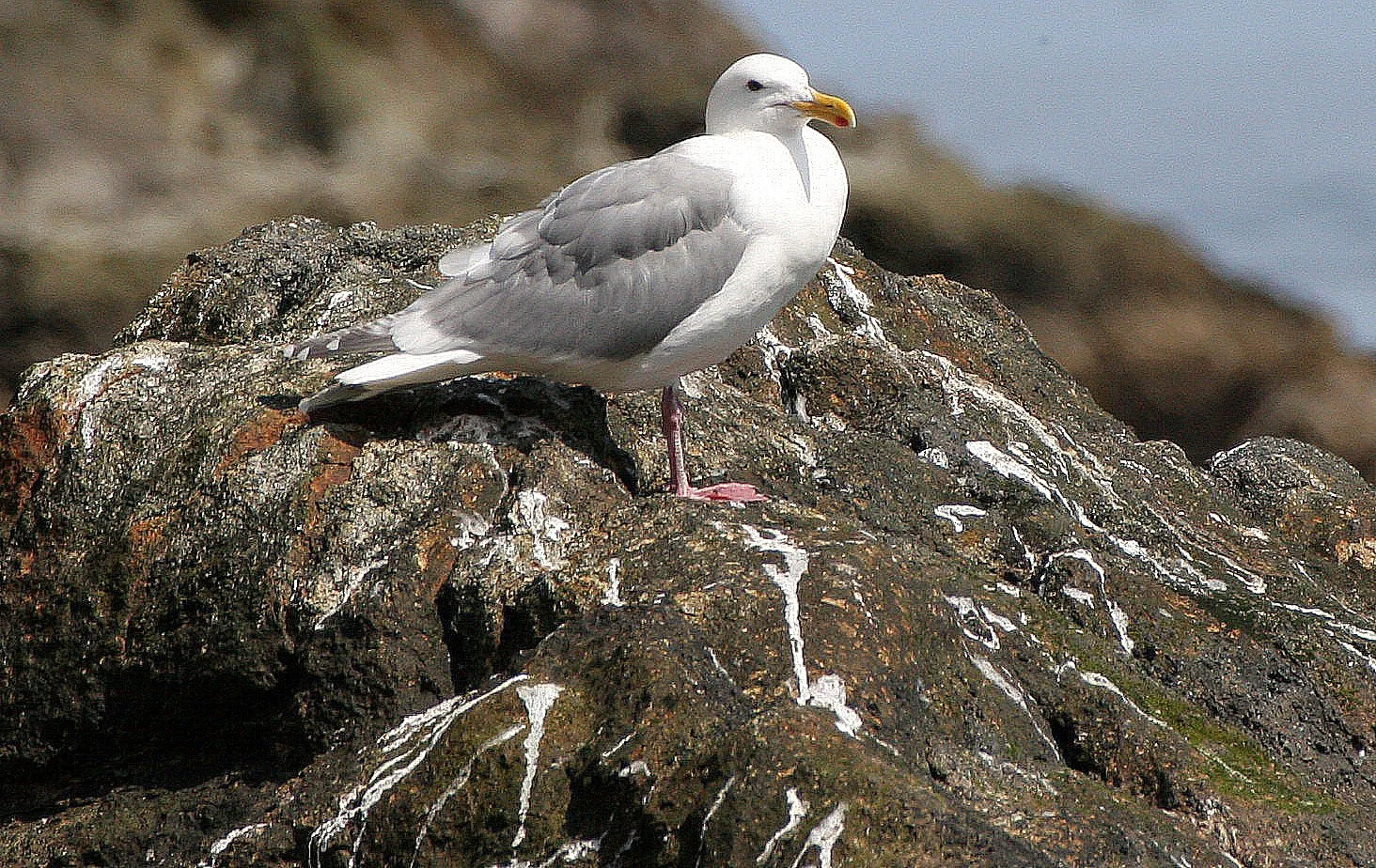 BIRD - GULL - GLAUCOUS - COMMANDERS SUBSPECIES (3).jpg