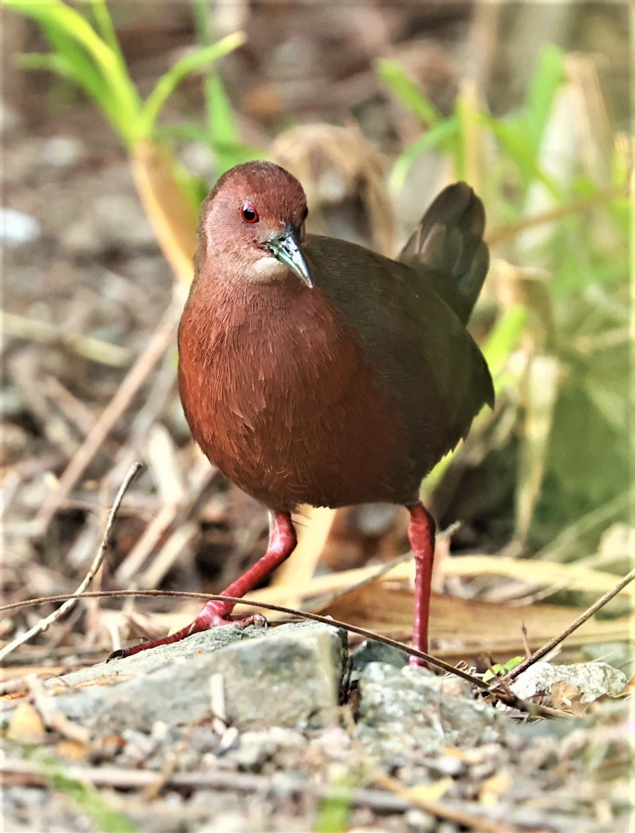 Ruddy-breasted Crake (Porzana fusca) Kaeng Krachan NP Vicinity (4).jpg