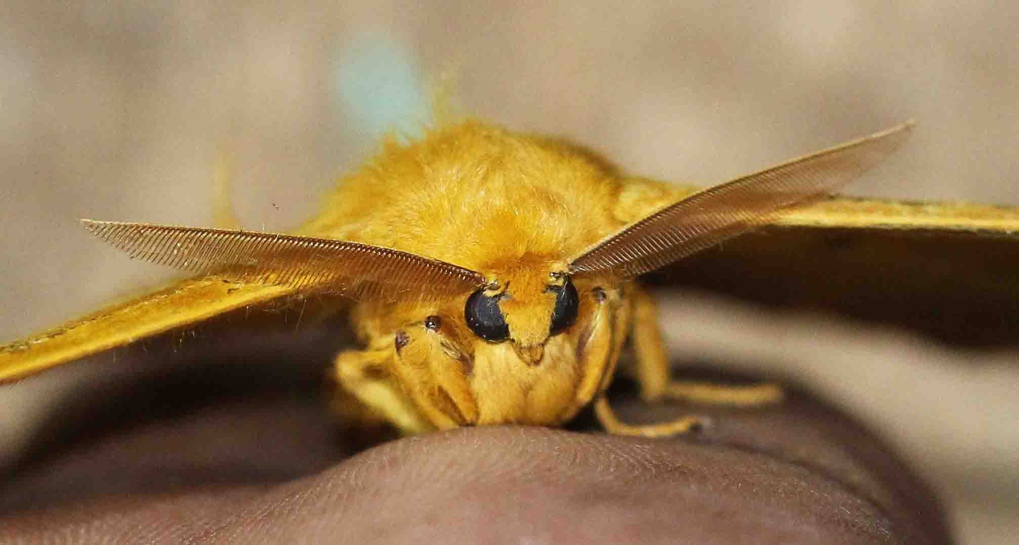 Saturniidae - Unidentified Species - Sinharaja, Sri Lanka 