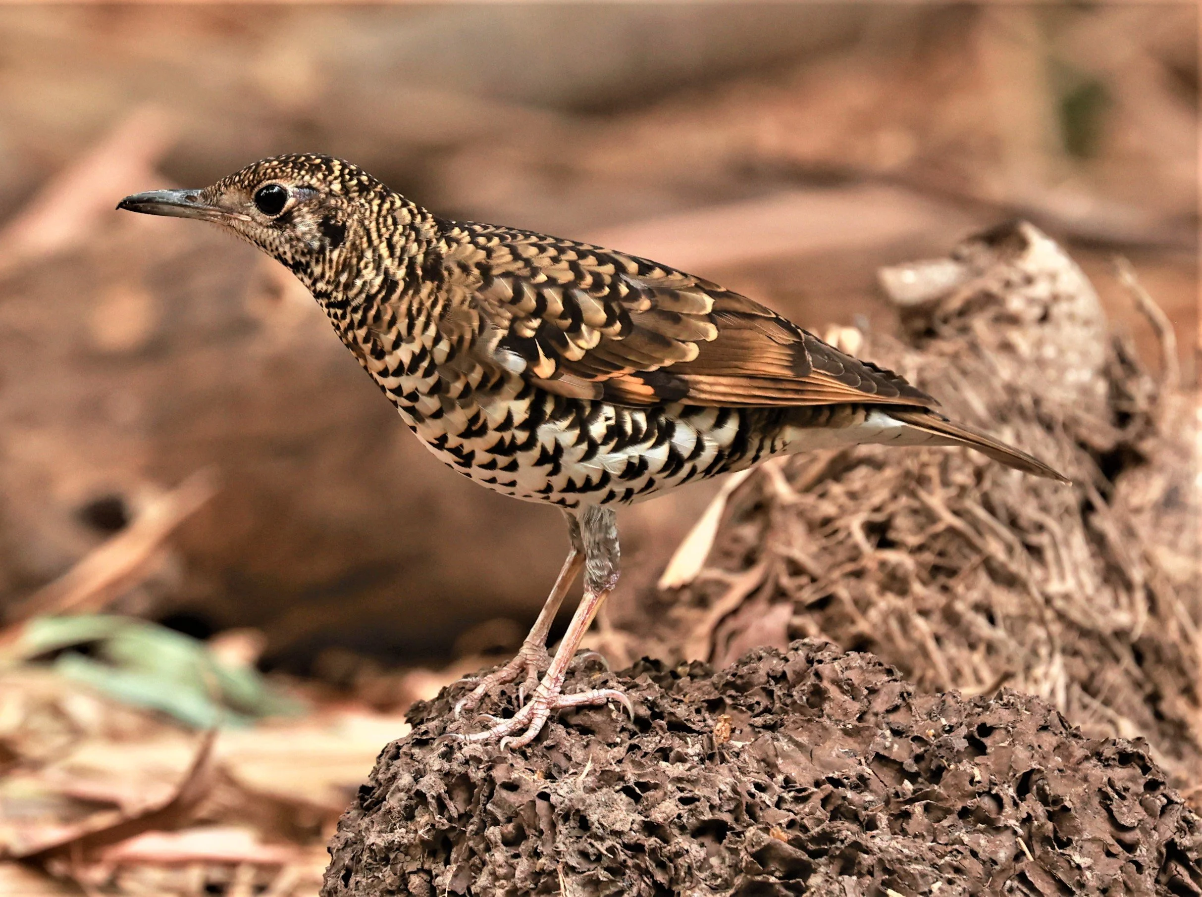 White's Thrush (Zoothera aurea) Putthamonthon Park Nakhon Pathom Thailand (11).jpg