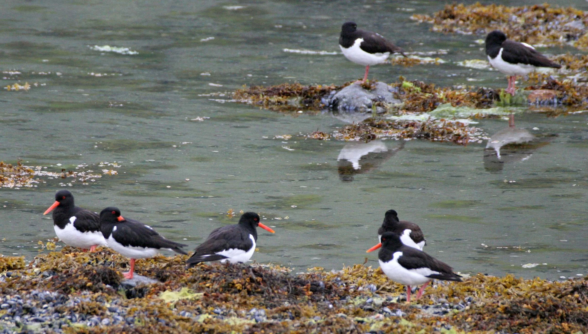 BIRD - OYSTERCATCHER - EUROPEAN - NEAR ALTA NORWAY (19).jpg