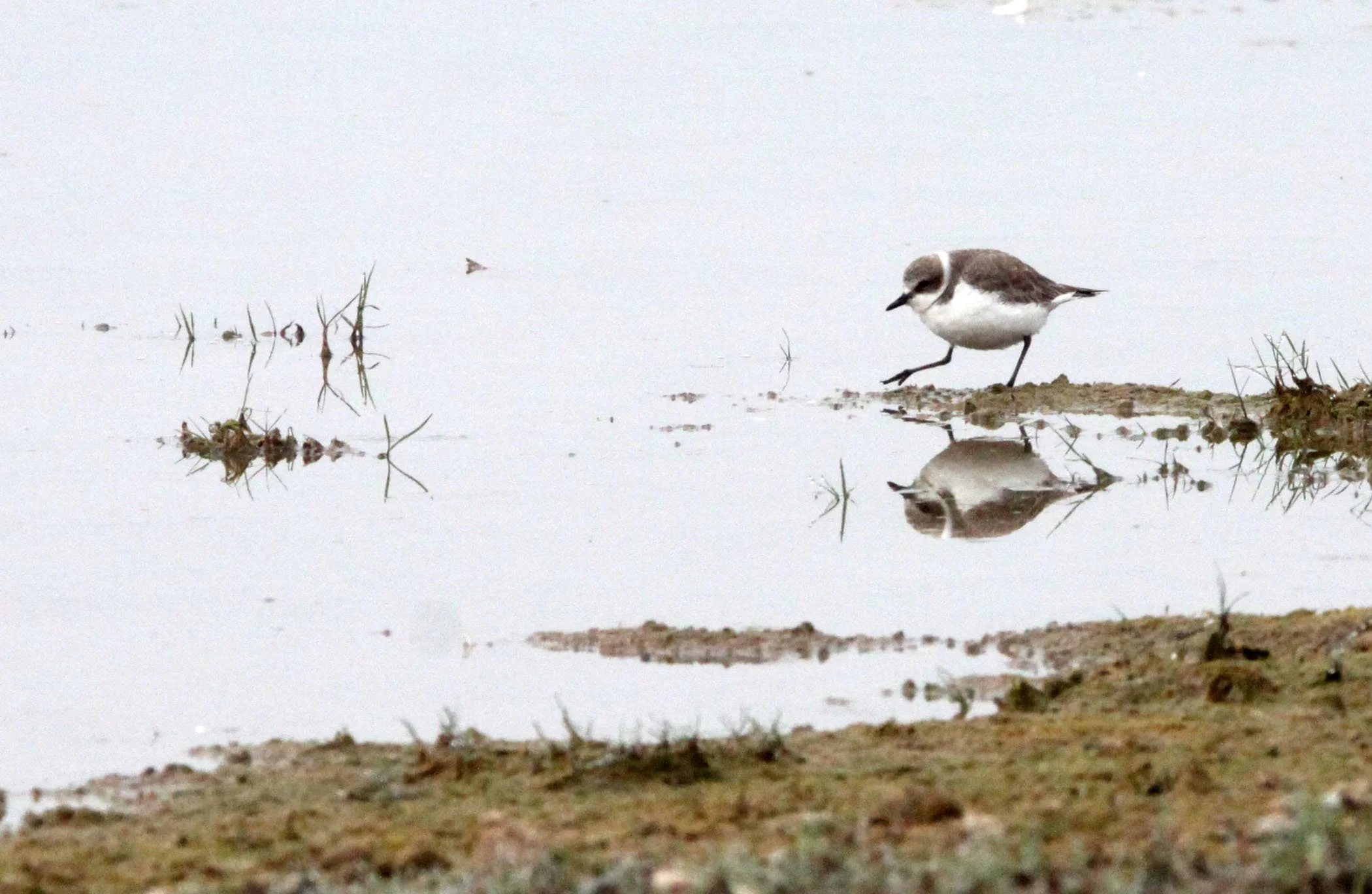 BIRD - PLOVER - LITTLE RINGED PLOVER - CHAMBAL RIVER SANCTUARY INDIA (3).JPG