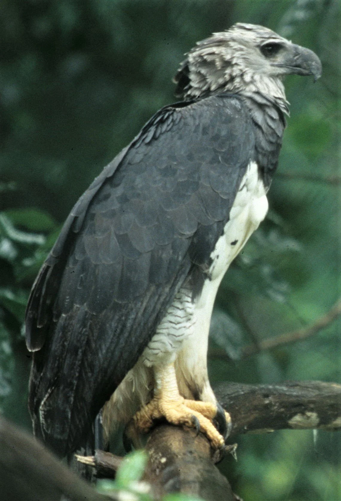 Harpia harpyja - HARPY EAGLE - PANAMA aa.jpg