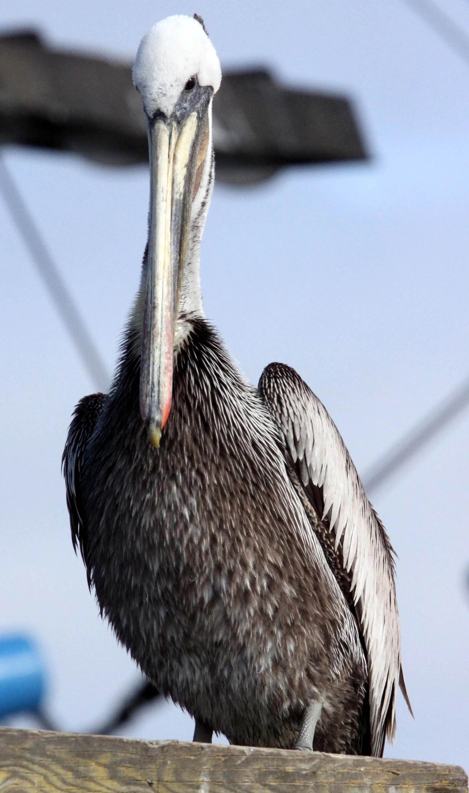 Pelecanus occidentalis - BROWN PELICAN - ELKHORN SLOUGH  WILDLIFE REFUGE CALIFORNIA (17).JPG