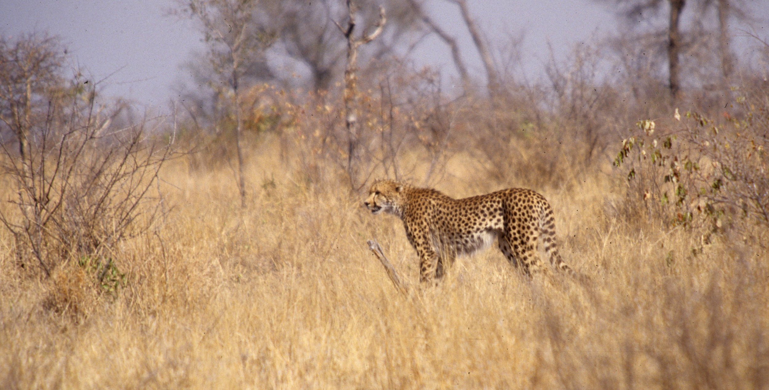 FELID - CHEETAH - KRUGER (18).jpg