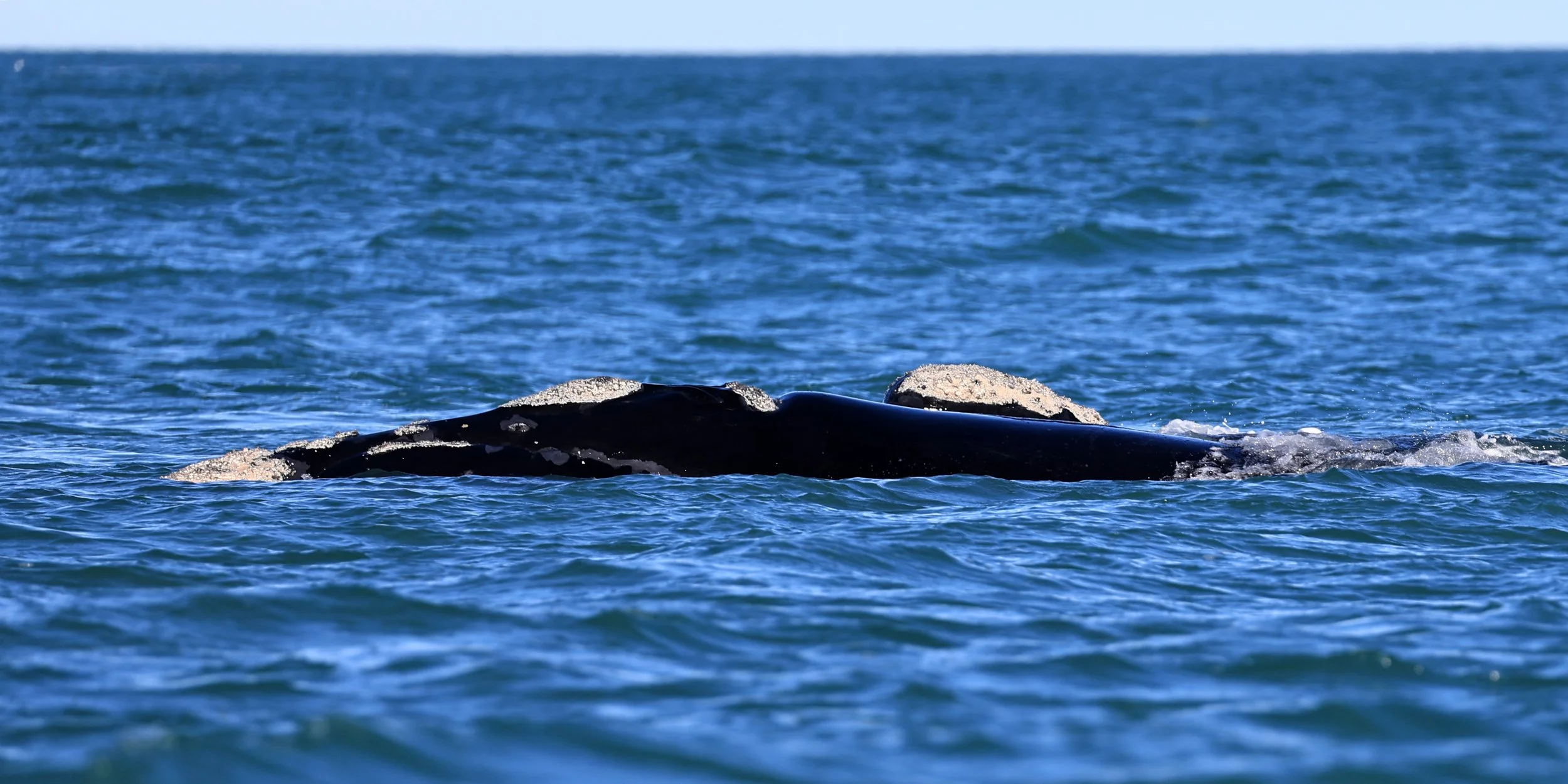 Southern Right Whale (Eubalaena australis) Puerto Rawson Argentina (22).jpg