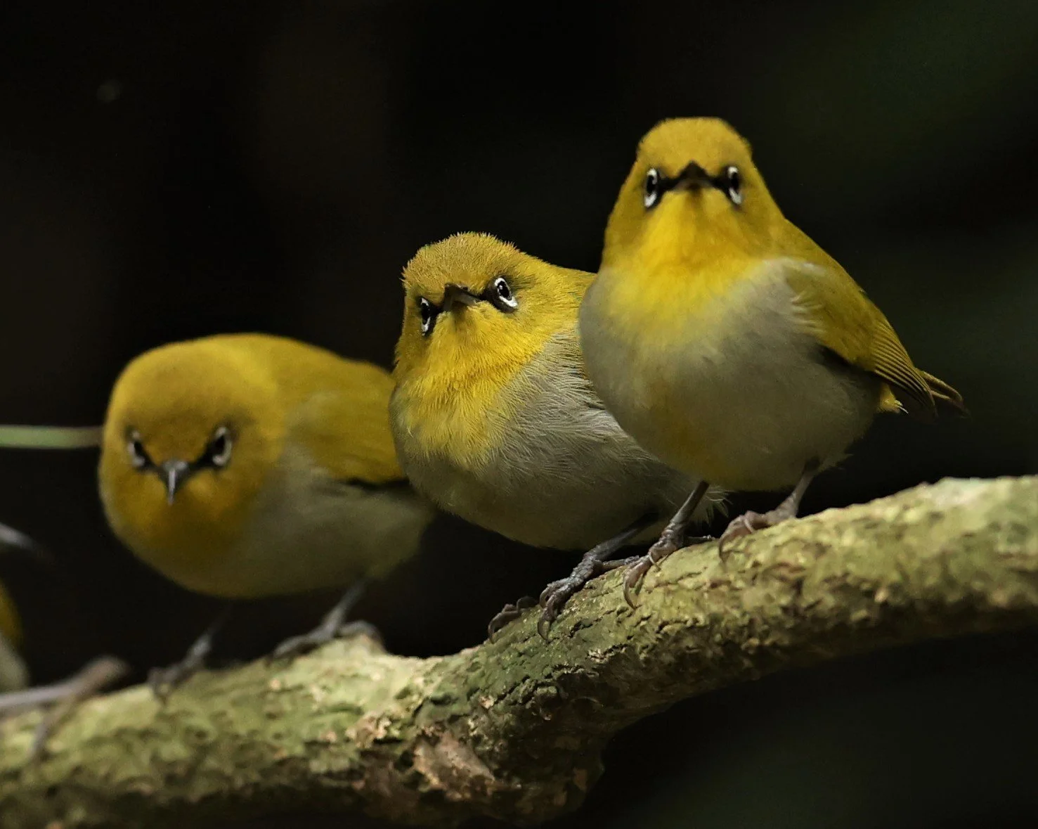 Indian White-eye (Zosterops palpebrosus) Doi Inthanon NP Chiang Mai (30).JPG