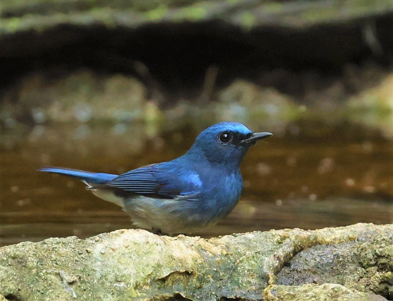 FLYCATCHER - HAINAN BLUE FLYCATCHER - Cyornis hainanus - LUNG SIN HIDE NEAR KAENG KRACHAN FEB 2022 (13).jpg