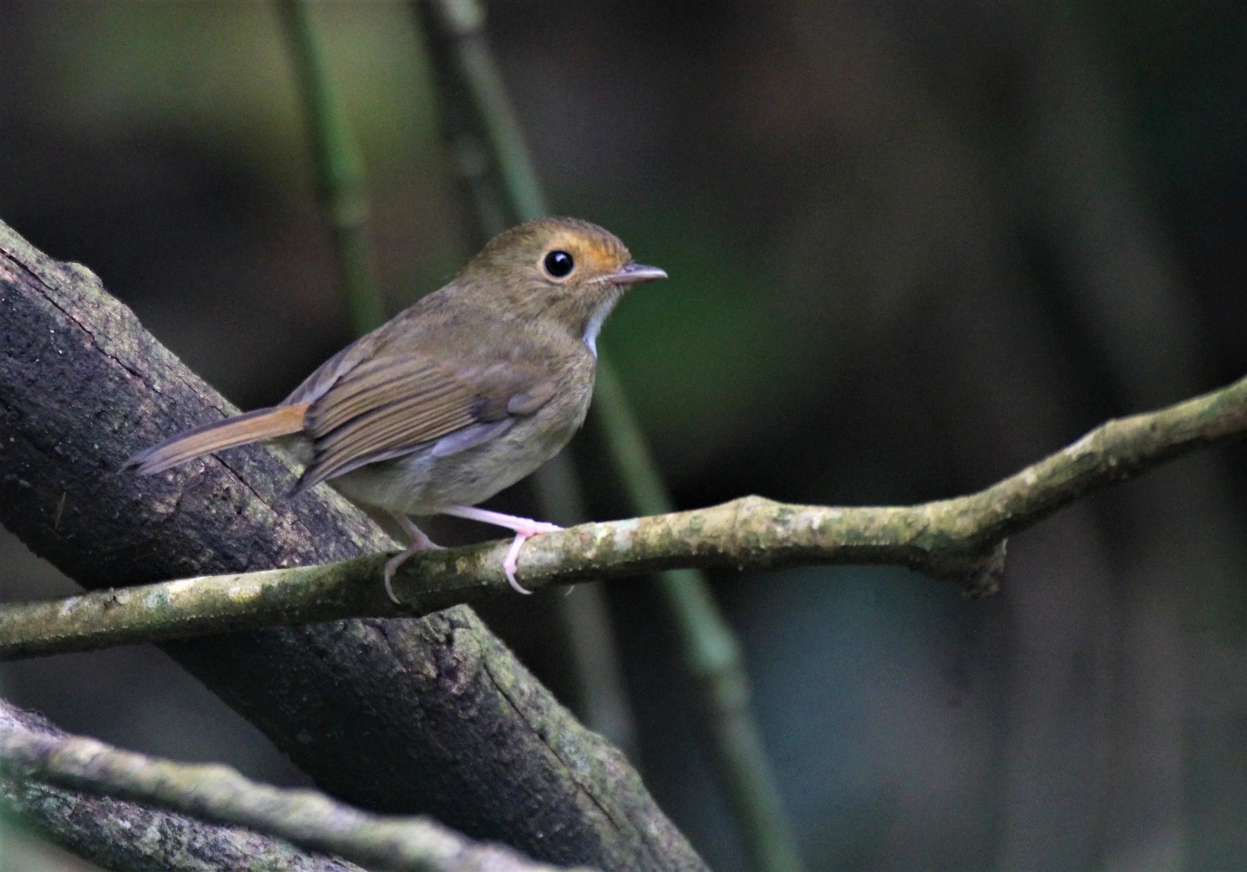 FLYCATCHER - RUFOUS-BROWED FLYCATCHER - Anthipes solitaris - CHONG YEN CAMPSITE MAE WONG NP (20).jpg