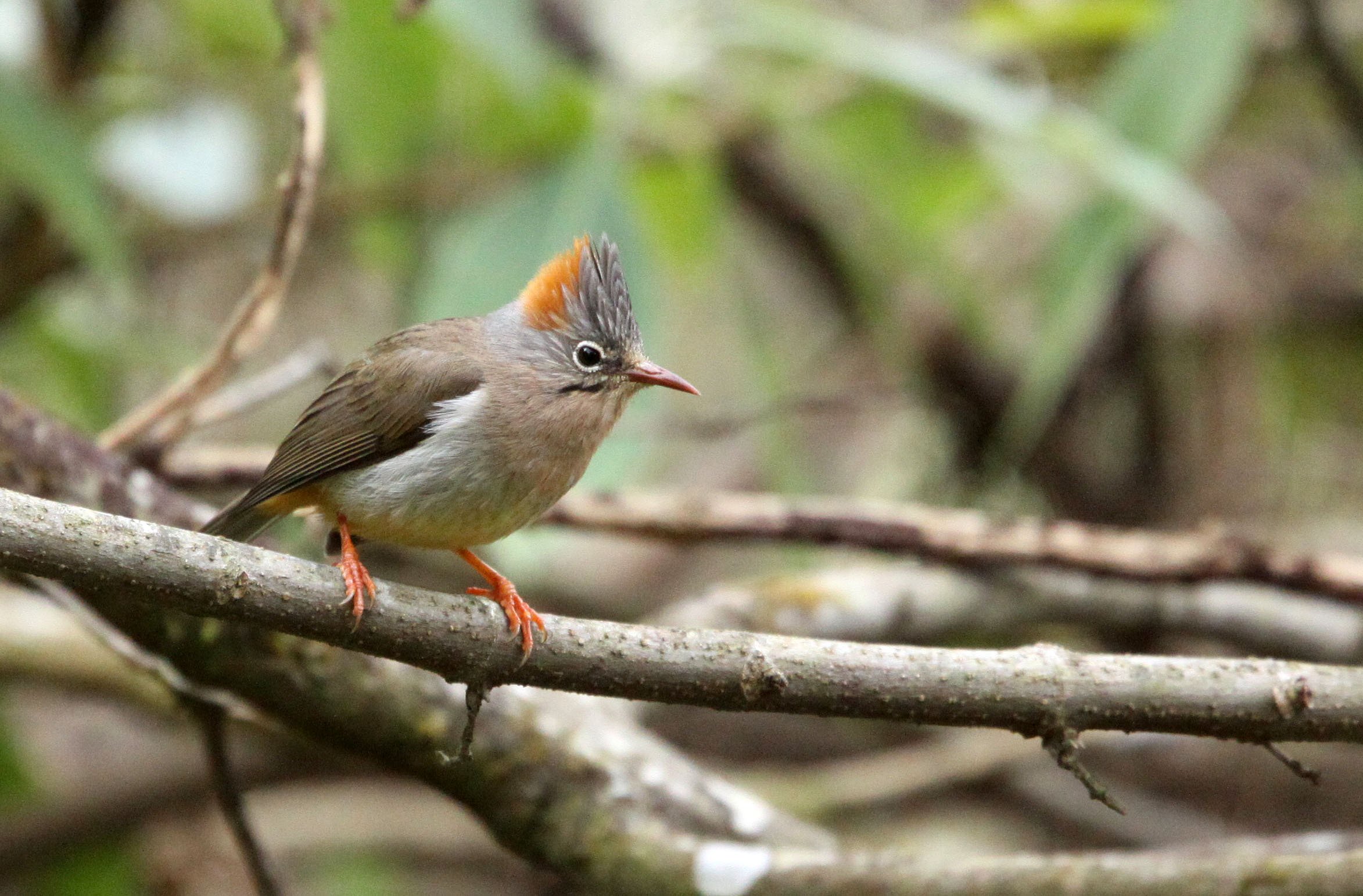 Rufous-vented Yuhina (Yuhina occipitalis) Wuliangshan Reserve, Yunnan China (11).JPG