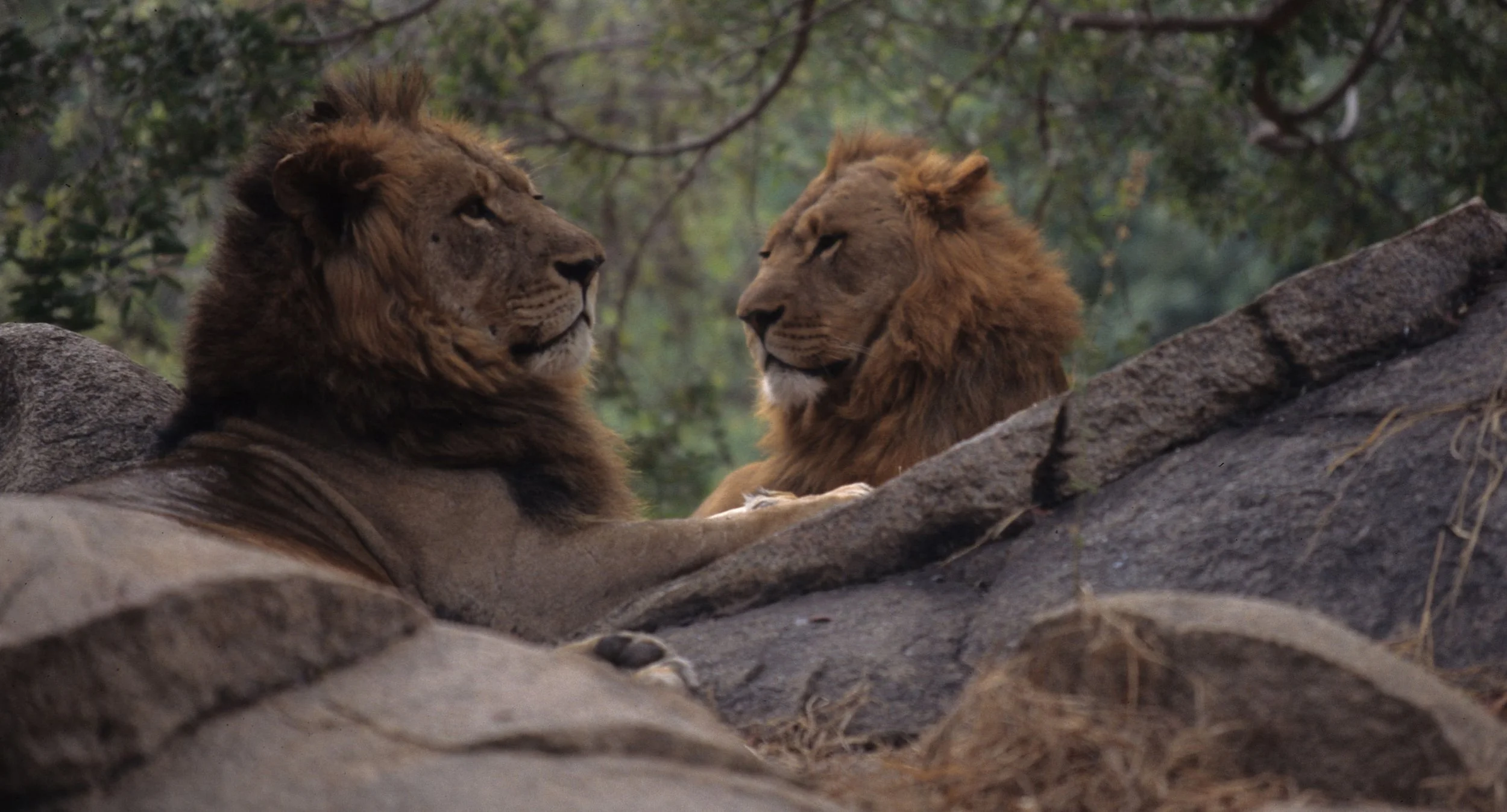FELID - LION - ZIMBABWE (6).jpg