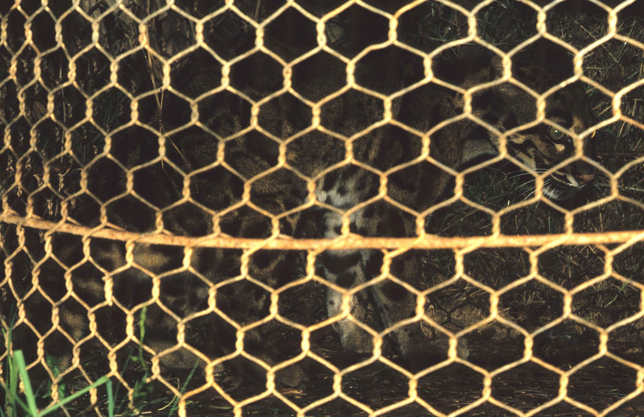 DALAT - POACHERS HUT - CLOUDED LEOPARD (3).jpg