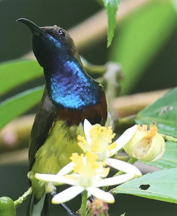SUNBIRD - OLIVE-BACKED SUNBIRD - Nectarinia jugularis - KAENG KRACHAN NATIONAL PARK 16 OCT 2021 (29).jpg