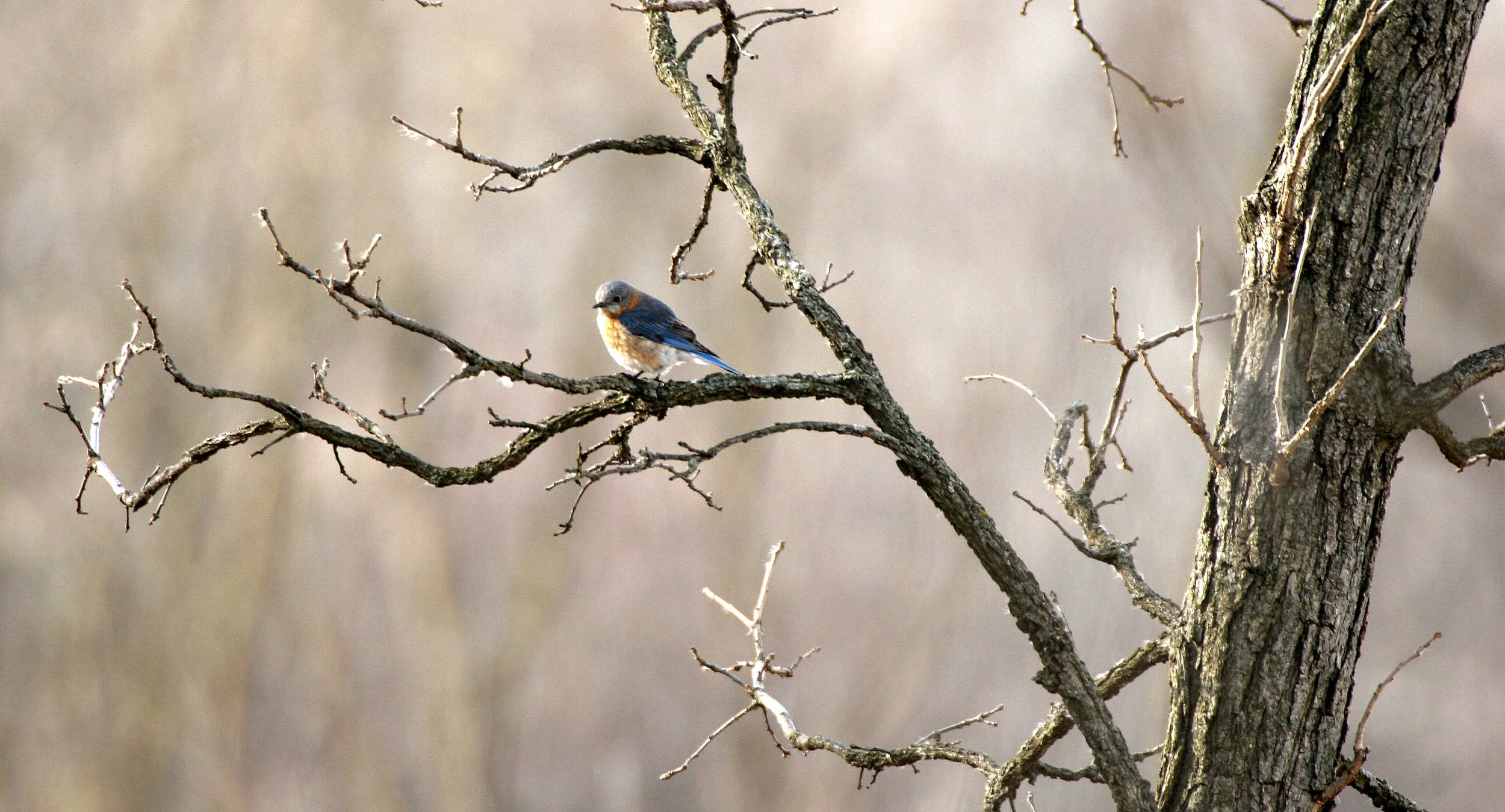 Eastern Bluebird (Sialia sialis) Lincoln Marsh Wheaton Illinois (34).JPG