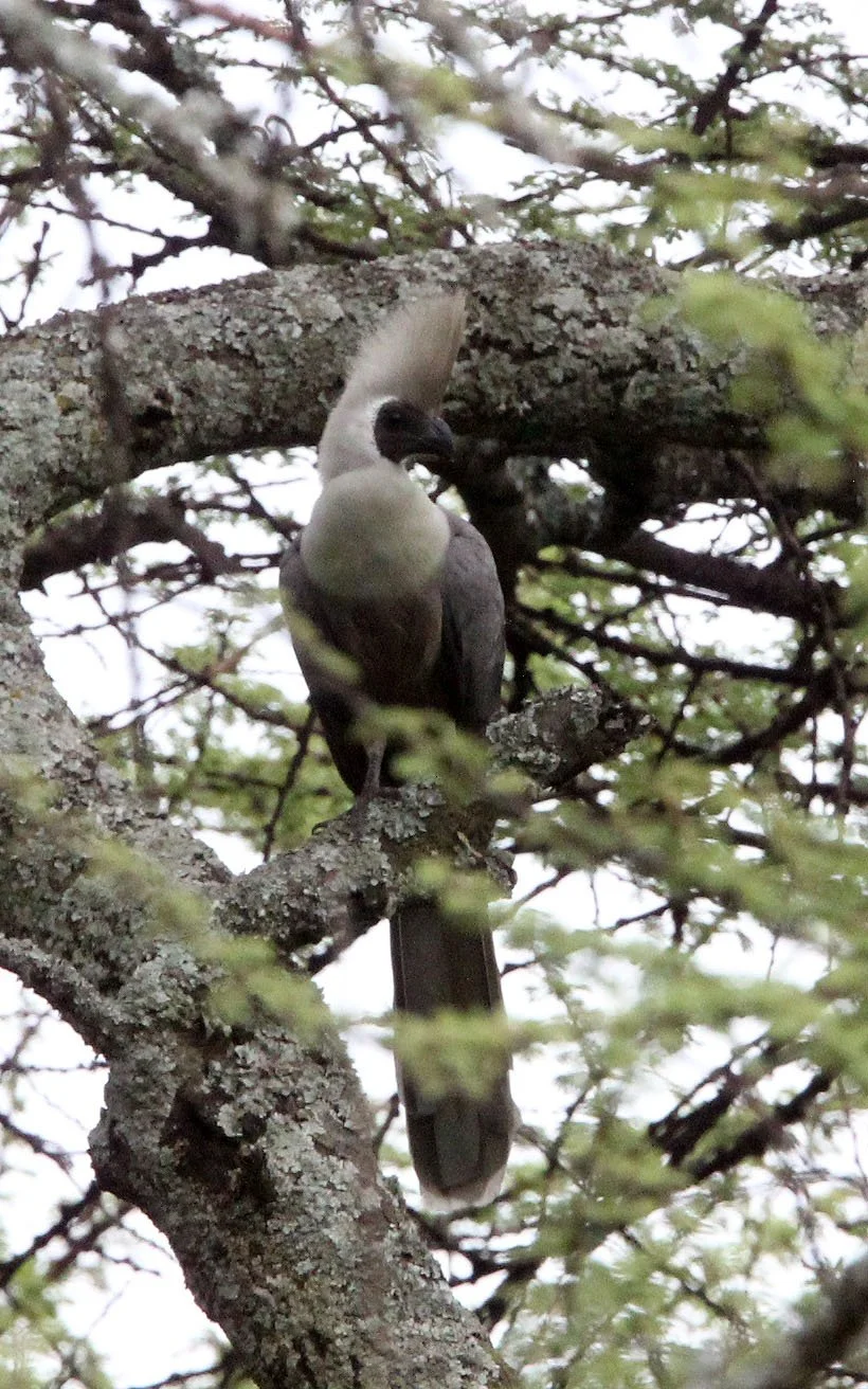 Bare-faced Go-away-bird (Crinifer personatus) Langano Lake Ethiopia  (4).JPG