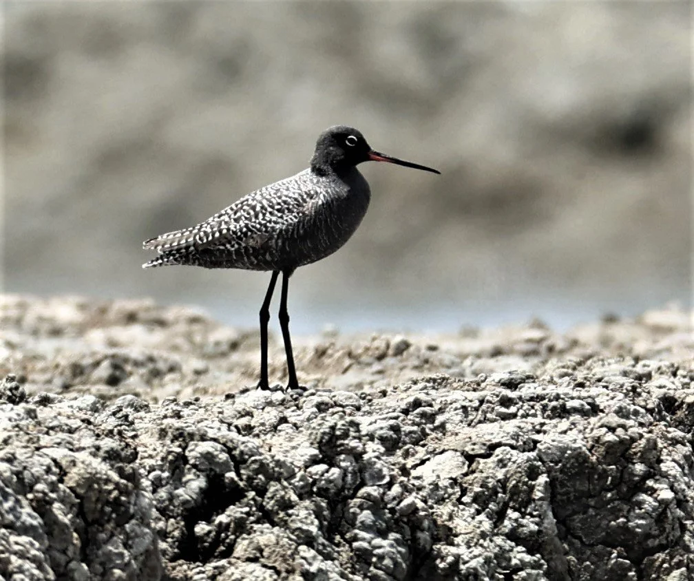 REDSHANK - SPOTTED REDSHANK - Tringa erythropus - CHACHOENGSAO SALT PONDS SALT CAFE MAY 7 2022 (51).jpg