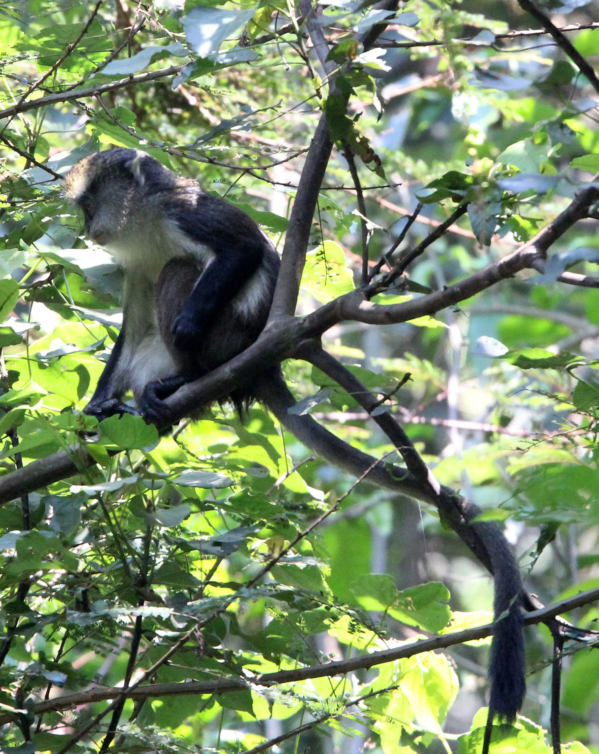 CERCOPITHECIDAE - Cercopithecus denti - DENT'S MONKEY - NYUNGWE NATIONAL PARK RWANDA (274).JPG