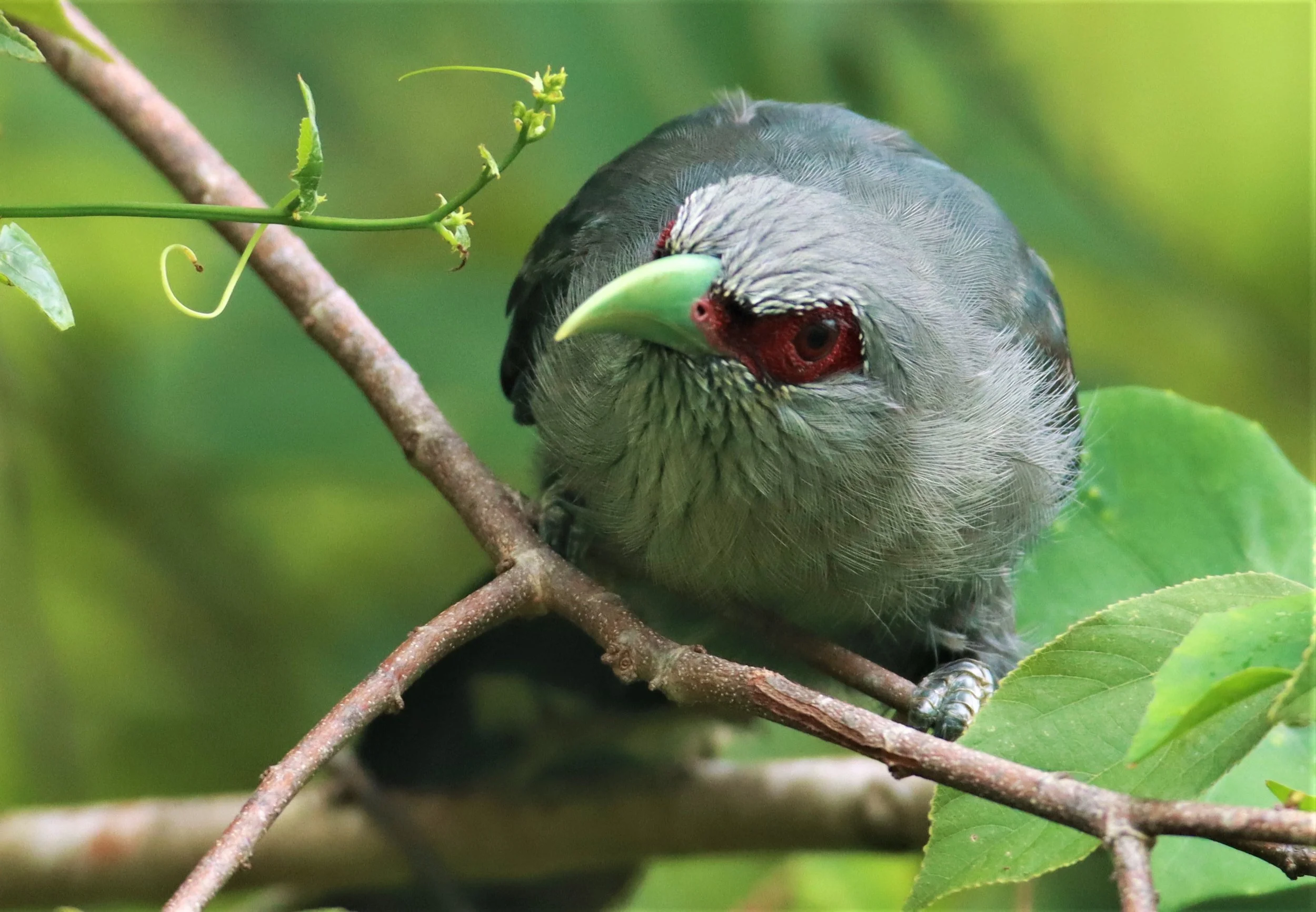 Green-billed Malkoha (Phaenicophaeus tristis) Nong Ya Plong Petchaburi Thailand (18).jpg