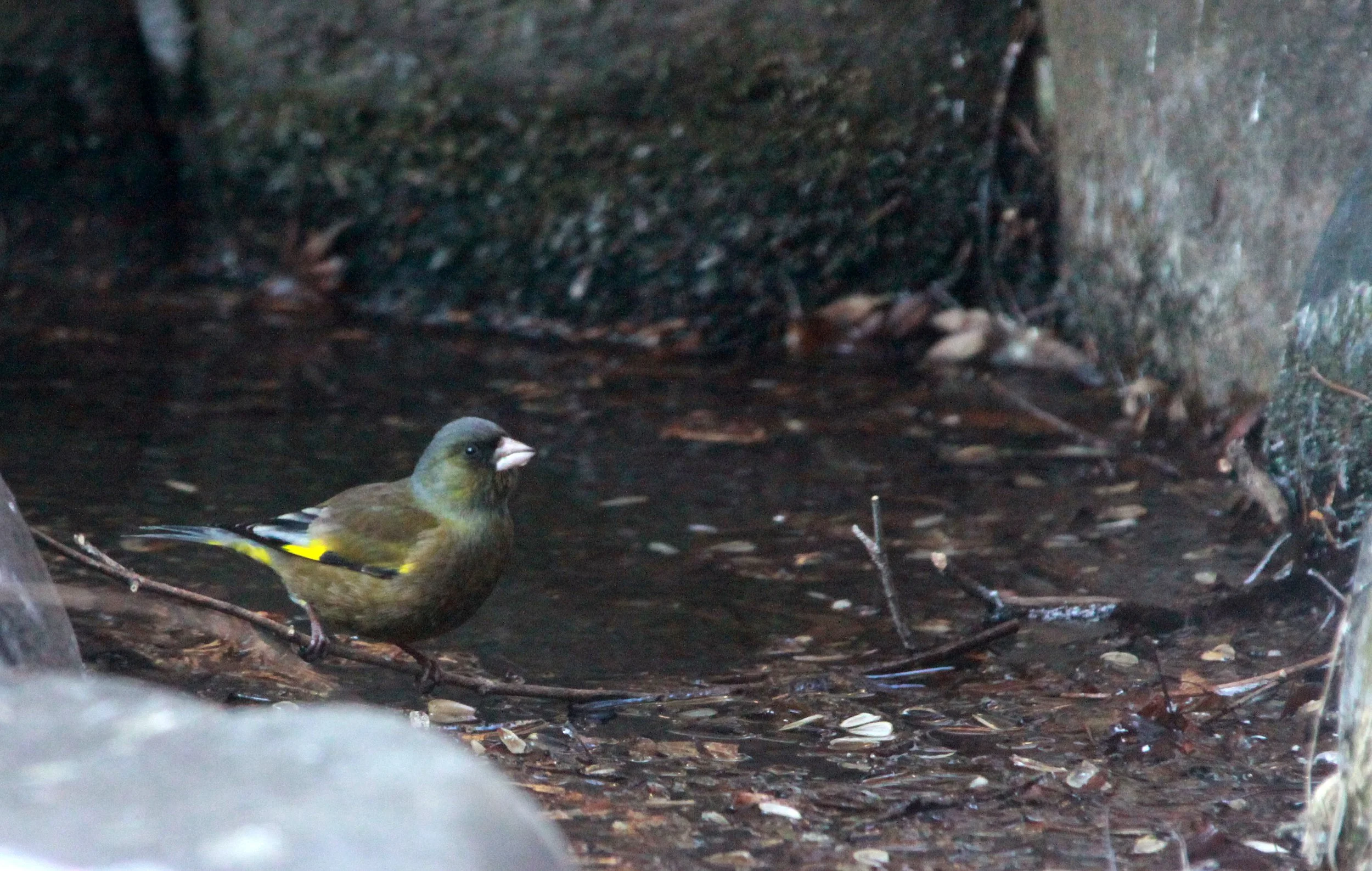 Grey-capped or Oriental Greenfinch (Chloris sinica) Shiobutsu Onsen, Karuisawa Japan (4).JPG