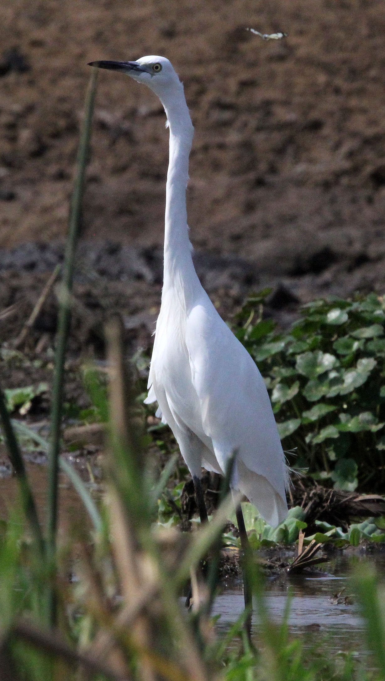 EGRET - LITTLE EGRET- Egretta garzetta - QUEEN ELIZABETH NATIONAL PARK UGANDA (3).JPG