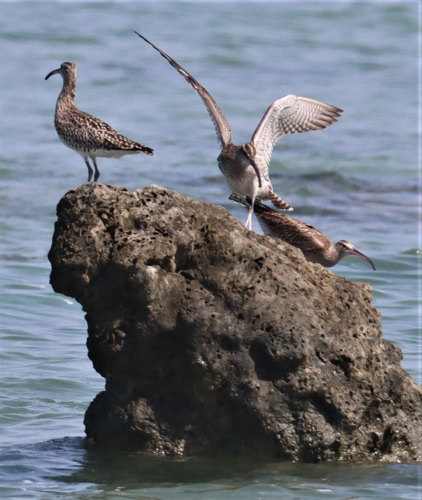 WHIMBREL - Numenius phaeopus - LAEM PAKARAM  PHANG NGA (46).jpg