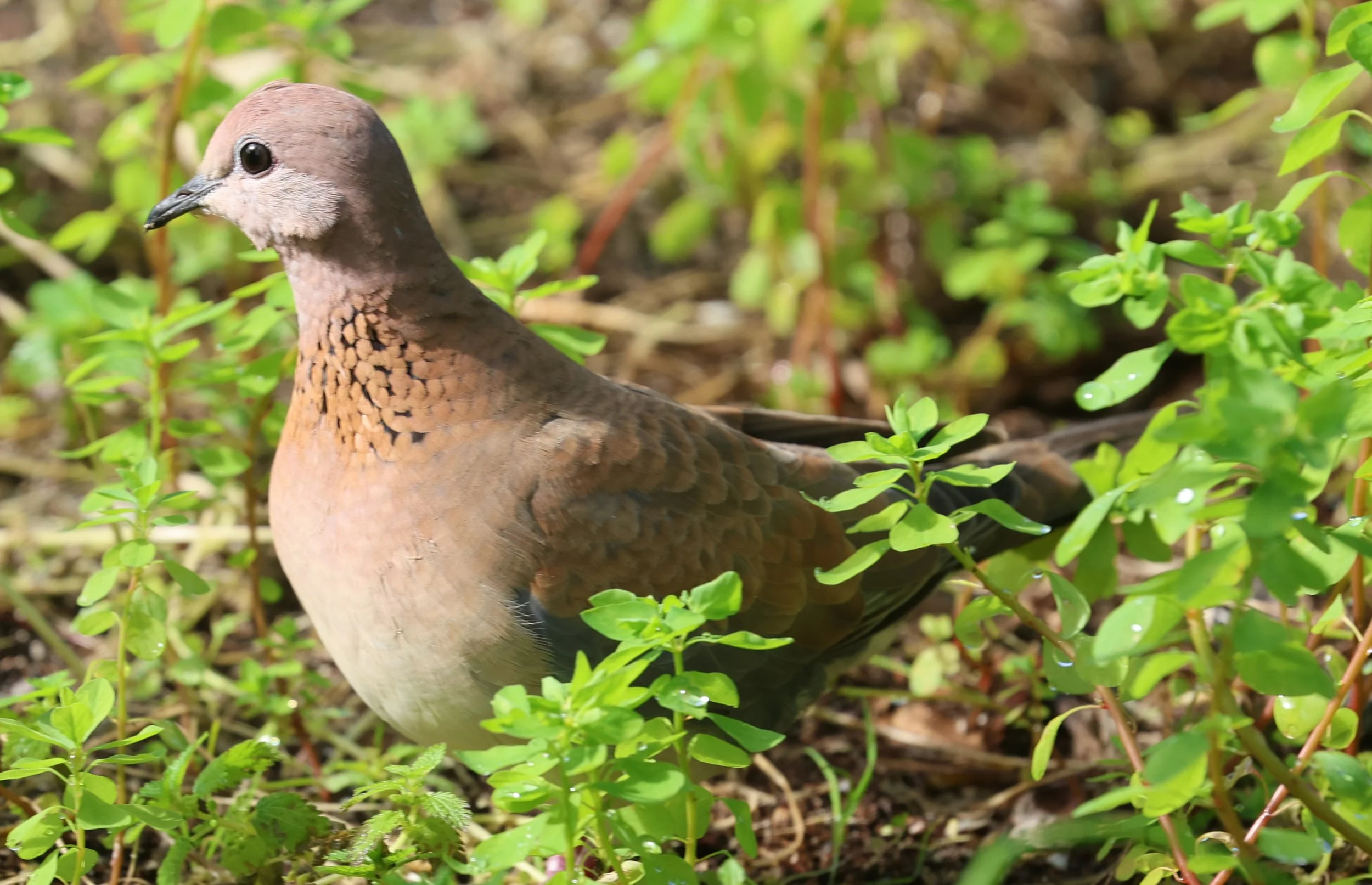 Laughing Dove (Spilopelia senegalensis) Rottnest Island - Western Australia (17).jpg