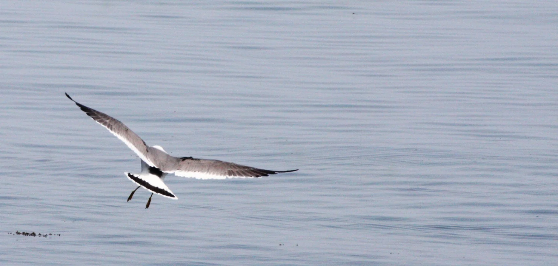 BIRD - GULL - BLACK-TAILED GULL - KAWAUCHI JAPAN (6).JPG