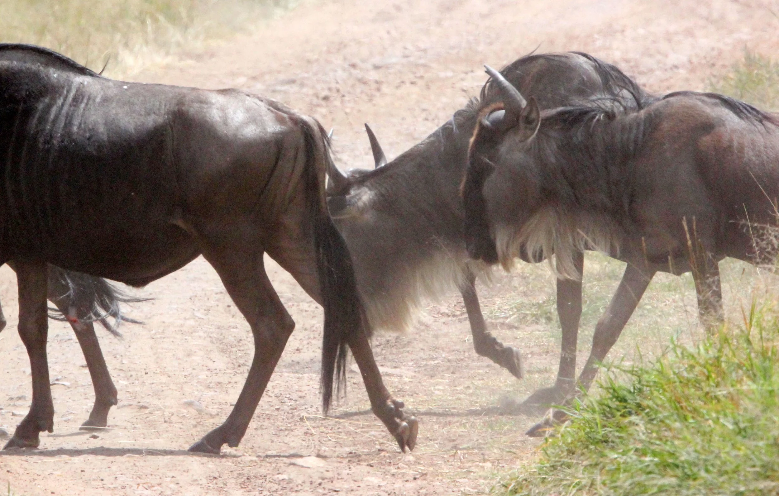 WILDEBEEST - WESTERN WHITE-BEARDED WILDEBEEST - Connochaetes mearnsi - MASAI MARA NATIONAL PARK KENYA (126).JPG