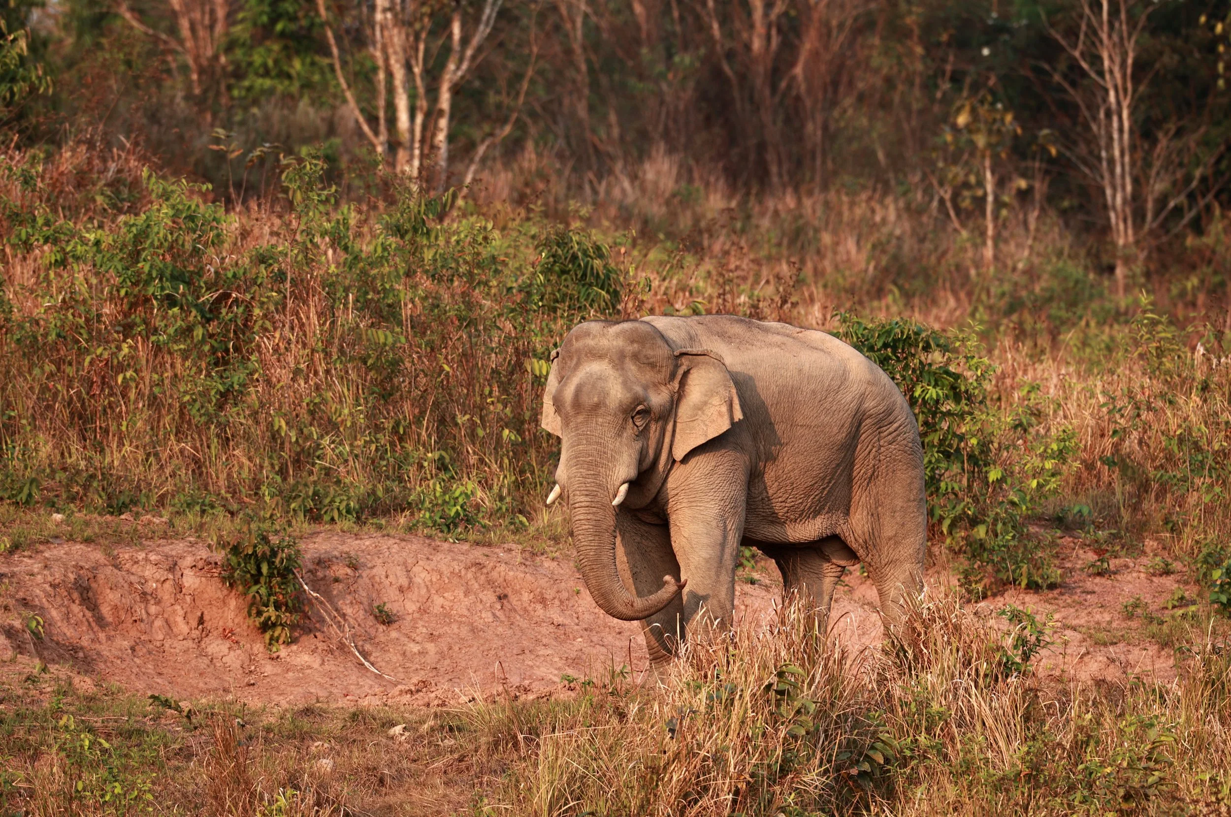 Asian Elephant (Elephas maximus) Khao Yai National Park, Thailand (15).jpg