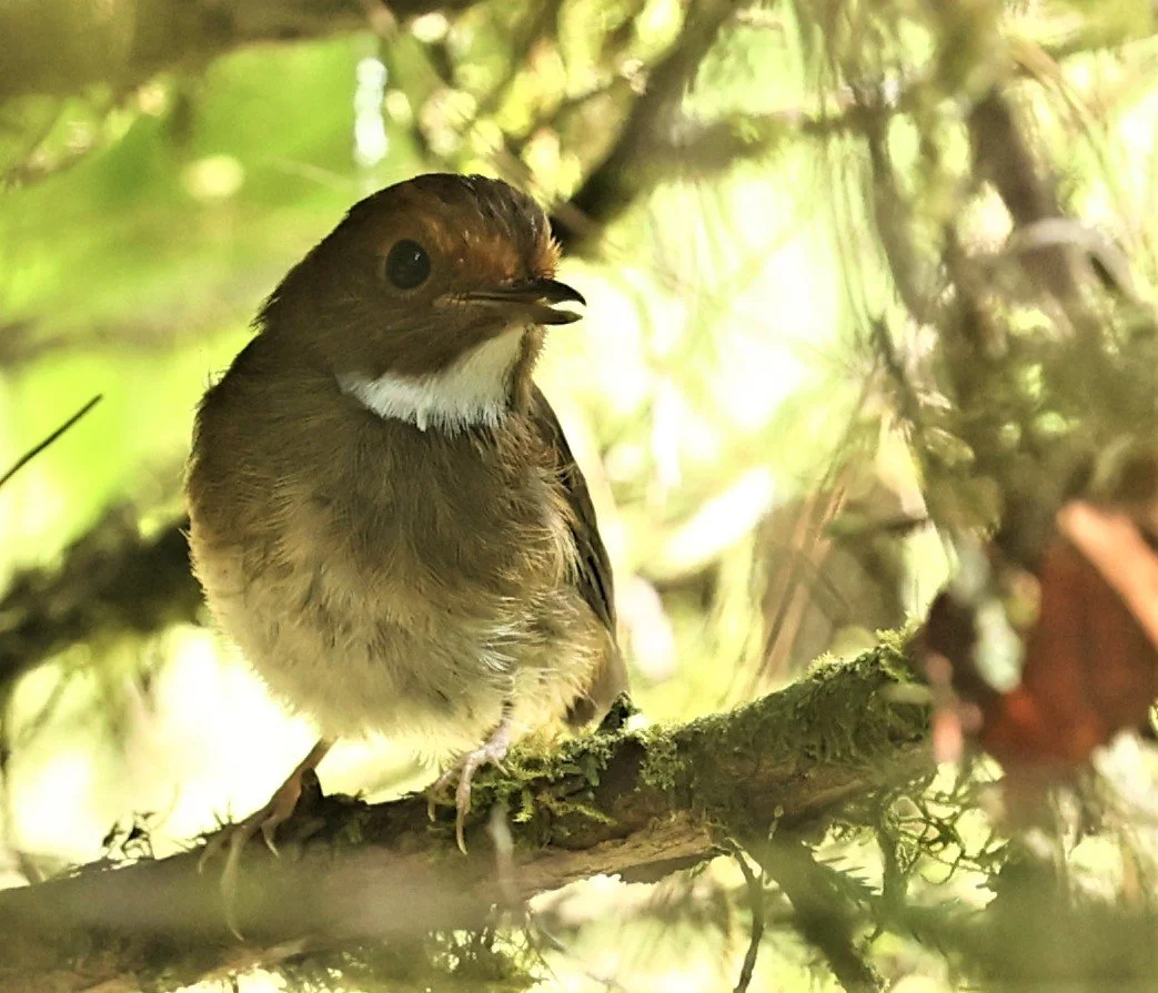 Anthipes solitaris - RUFOUS-BROWED FLYCATCHER - FRASER'S HILL, MALAYSIA JUNE 2022 (1).jpg