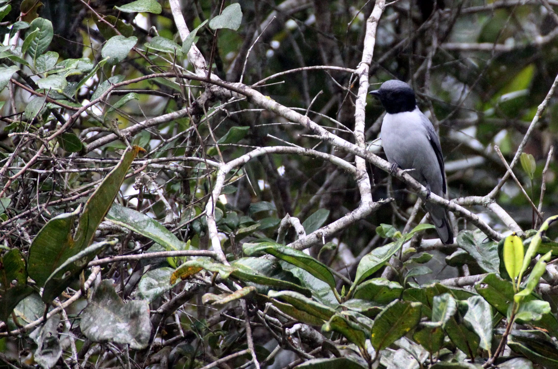 Madagascar Cuckooshrike (Ceblepyris cinereus) Mantadia NP Madagascar (2).JPG