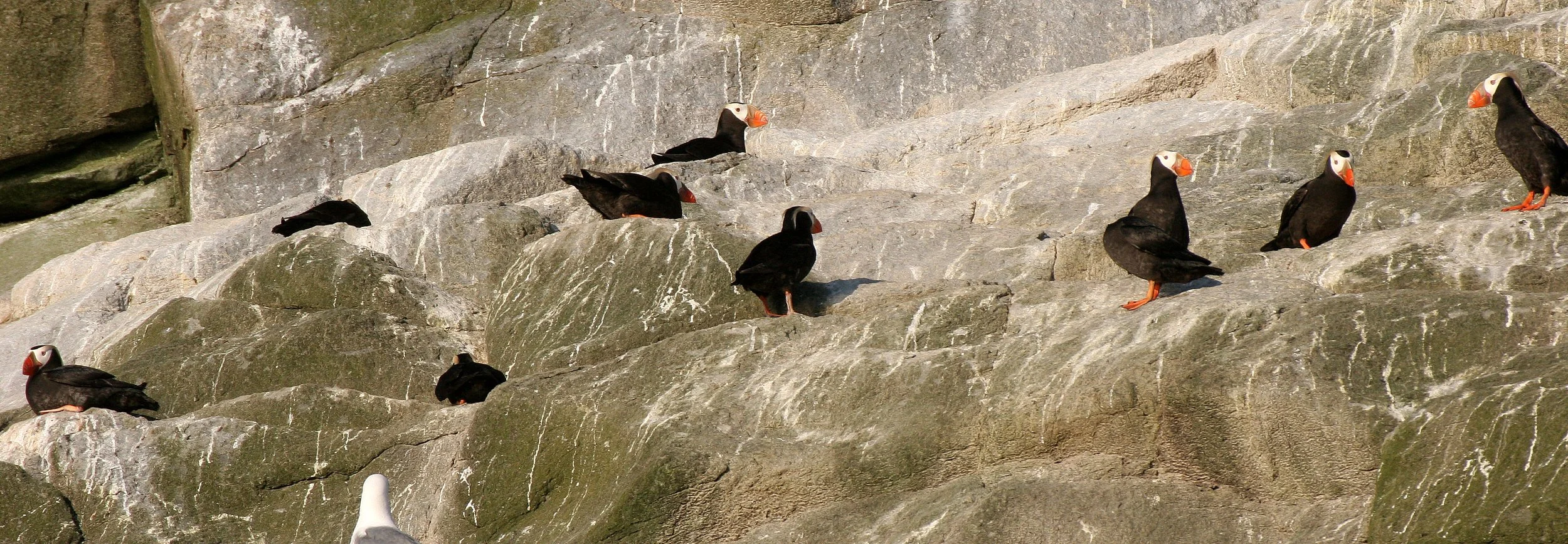 Fratercula cirrhata - TUFTED PUFFIN - COMMANDERS (8).jpg