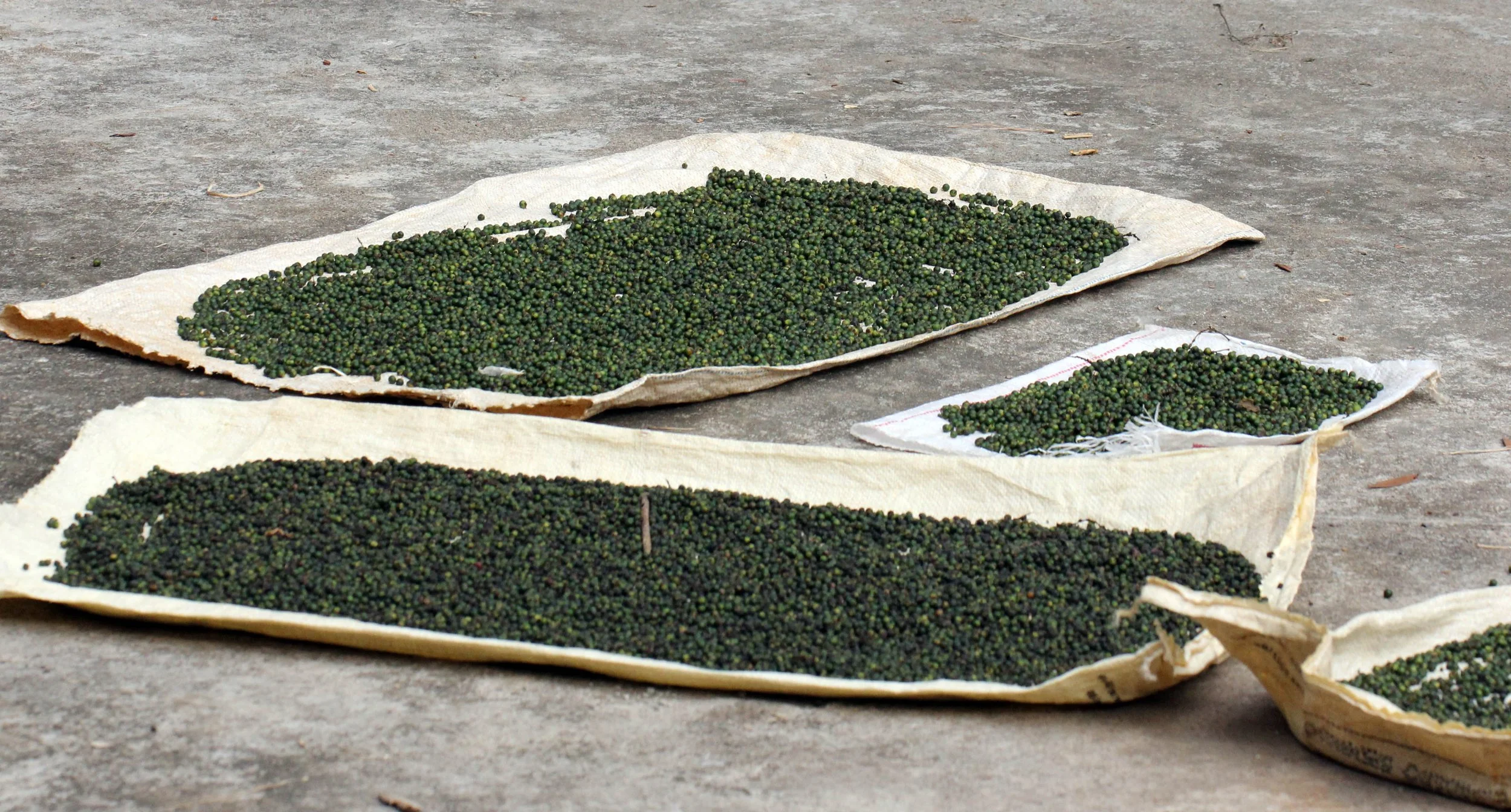 KITULGALA FOREST PRESERVE, SRI LANKA (42).JPG