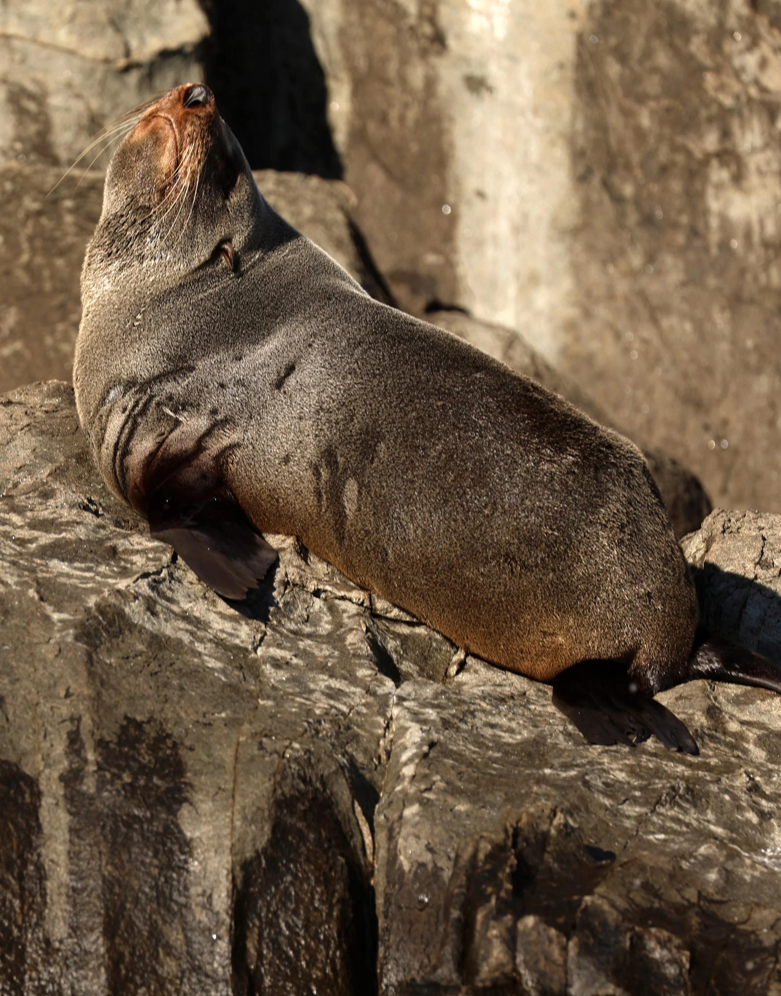 Long-nosed or New Zealand Fur Seal (Arctocephalus forsteri) Tasman Island & Southeast Coast - Tasmania (30).jpg