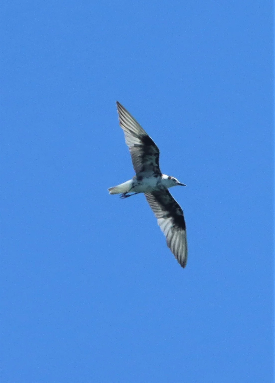 TERN - WHITE-WINGED (BLACK) TERN - Chlidonias leucopterus - Off Khok-Kham Shoreline, Samut Sakhon, Gulf of Siam (11).jpg