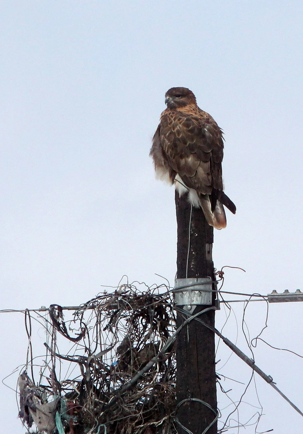 Buteo hemilasius - UPLAND BUZZARD - NEAR BAYANKALA PASS QINGHAI CHINA (17).JPG