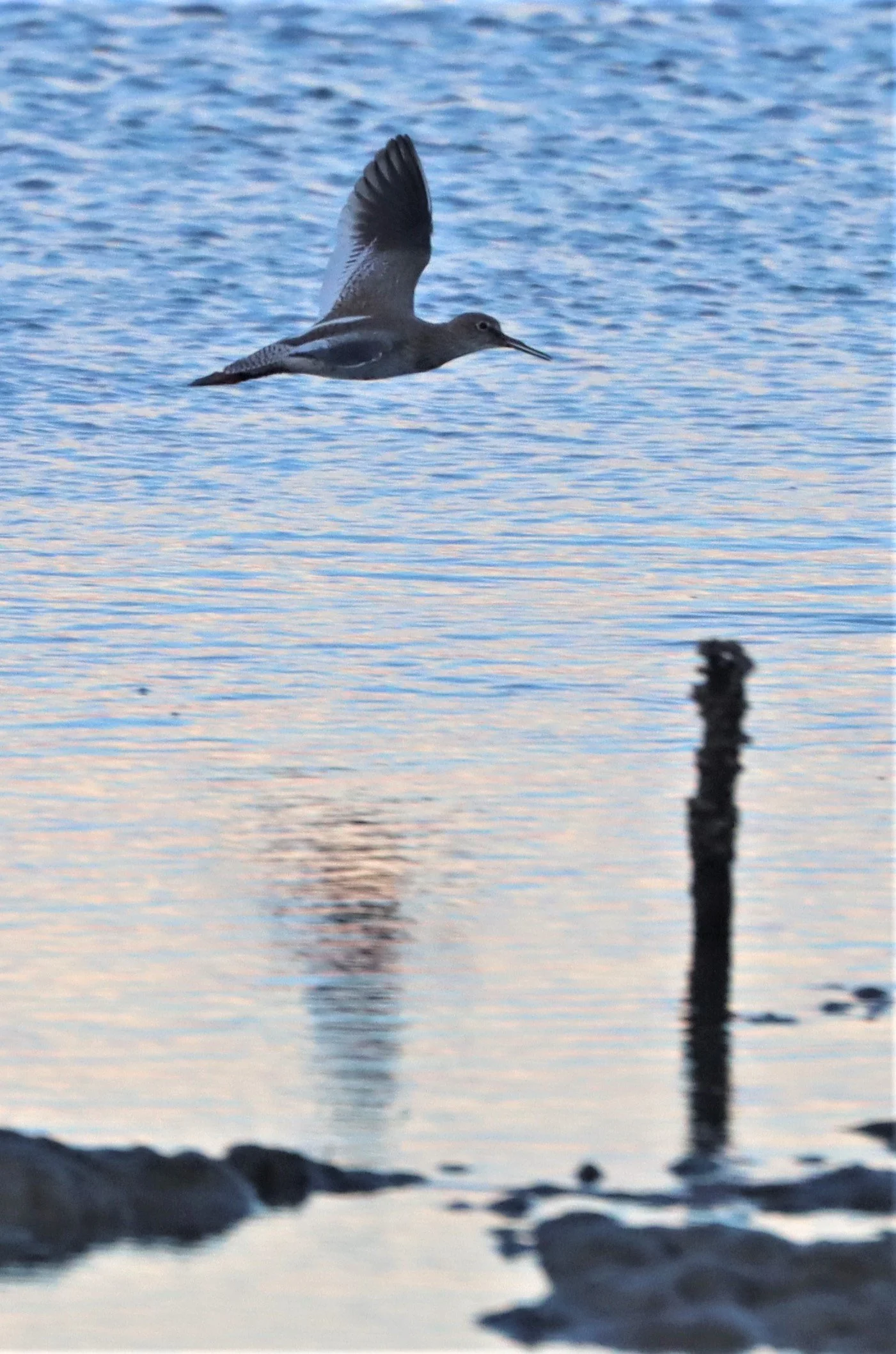 REDSHANK - COMMON REDSHANK - Tringa totanus - PAK THALE PETBURI (3).jpg