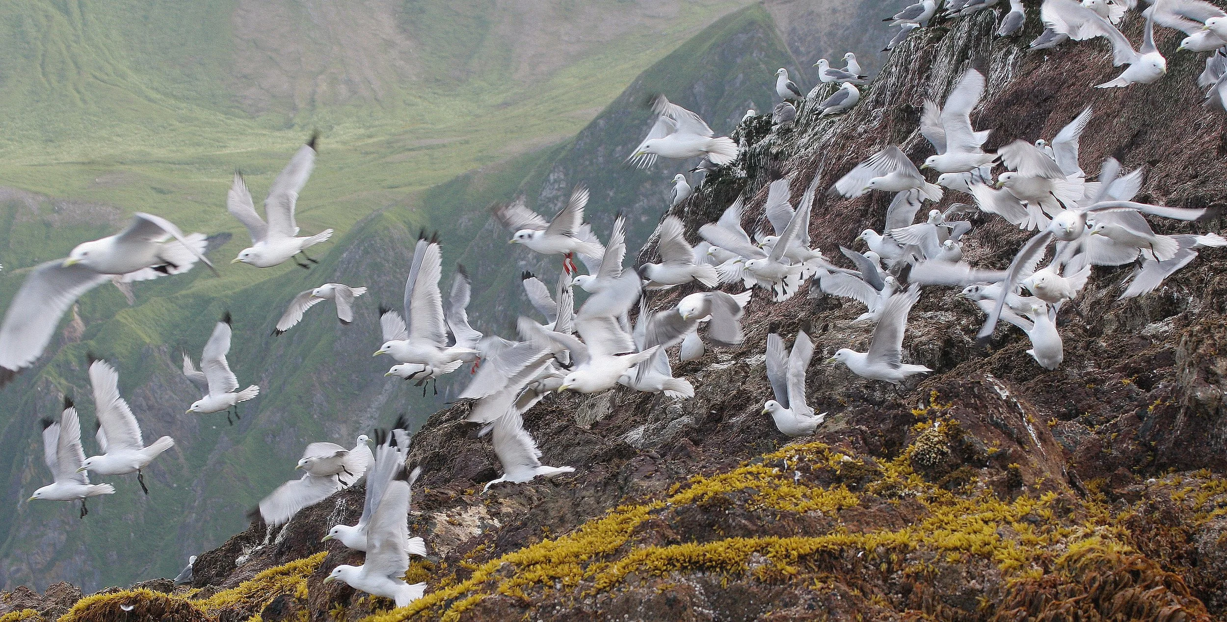 BIRD - KITTIWAKE - BLACK-LEGGED - ON COMMANDERS RUSSIA (8).jpg