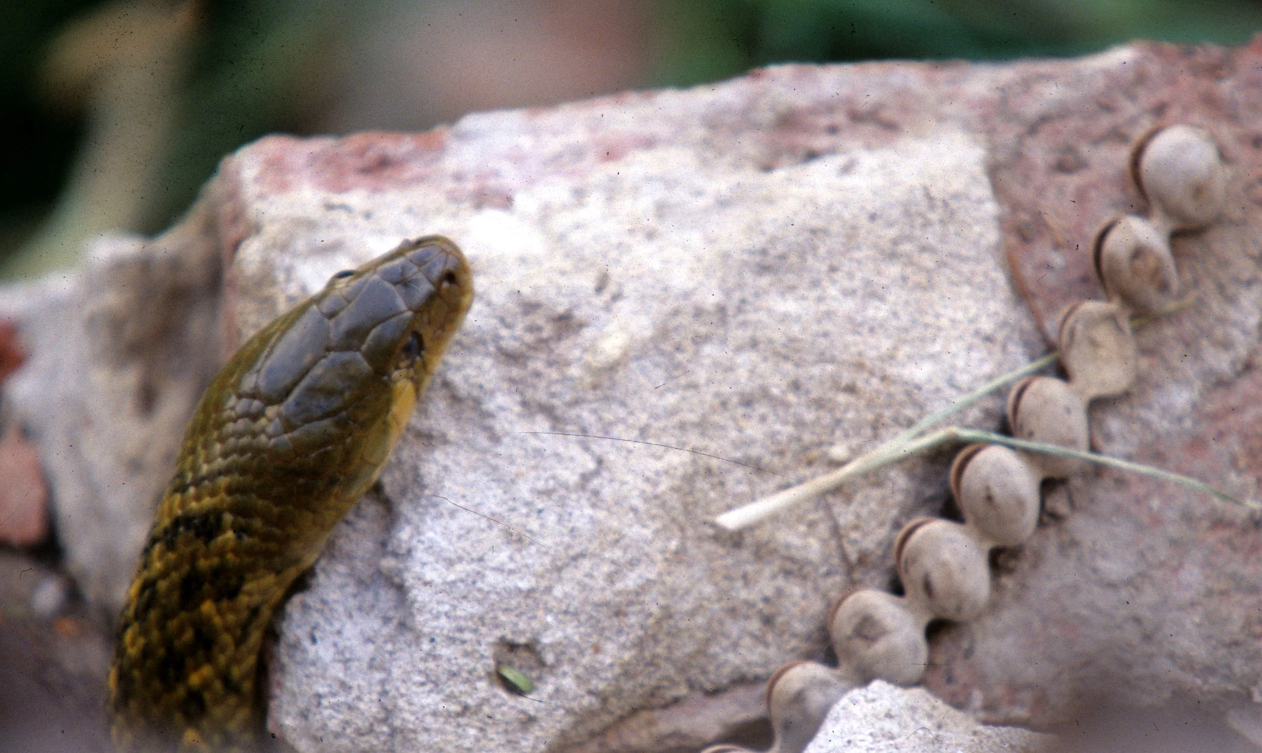 REPTILE - SNAKE - SPECIES A - KALEODEO INDIA A.jpg