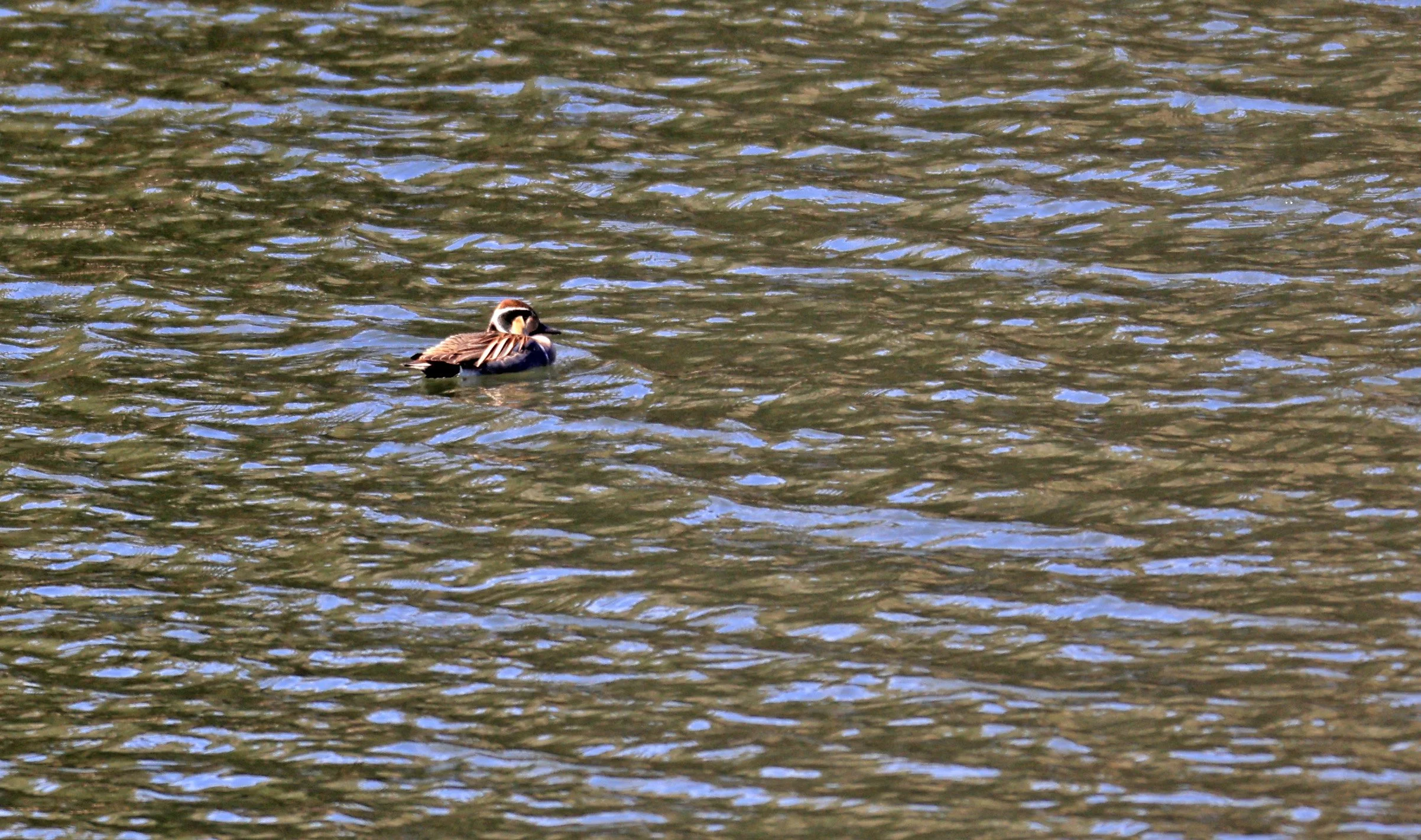 Baikal teal (Sibirionetta formosa) Takagawa Dam Lake, Kagoshima Japan (74).jpg