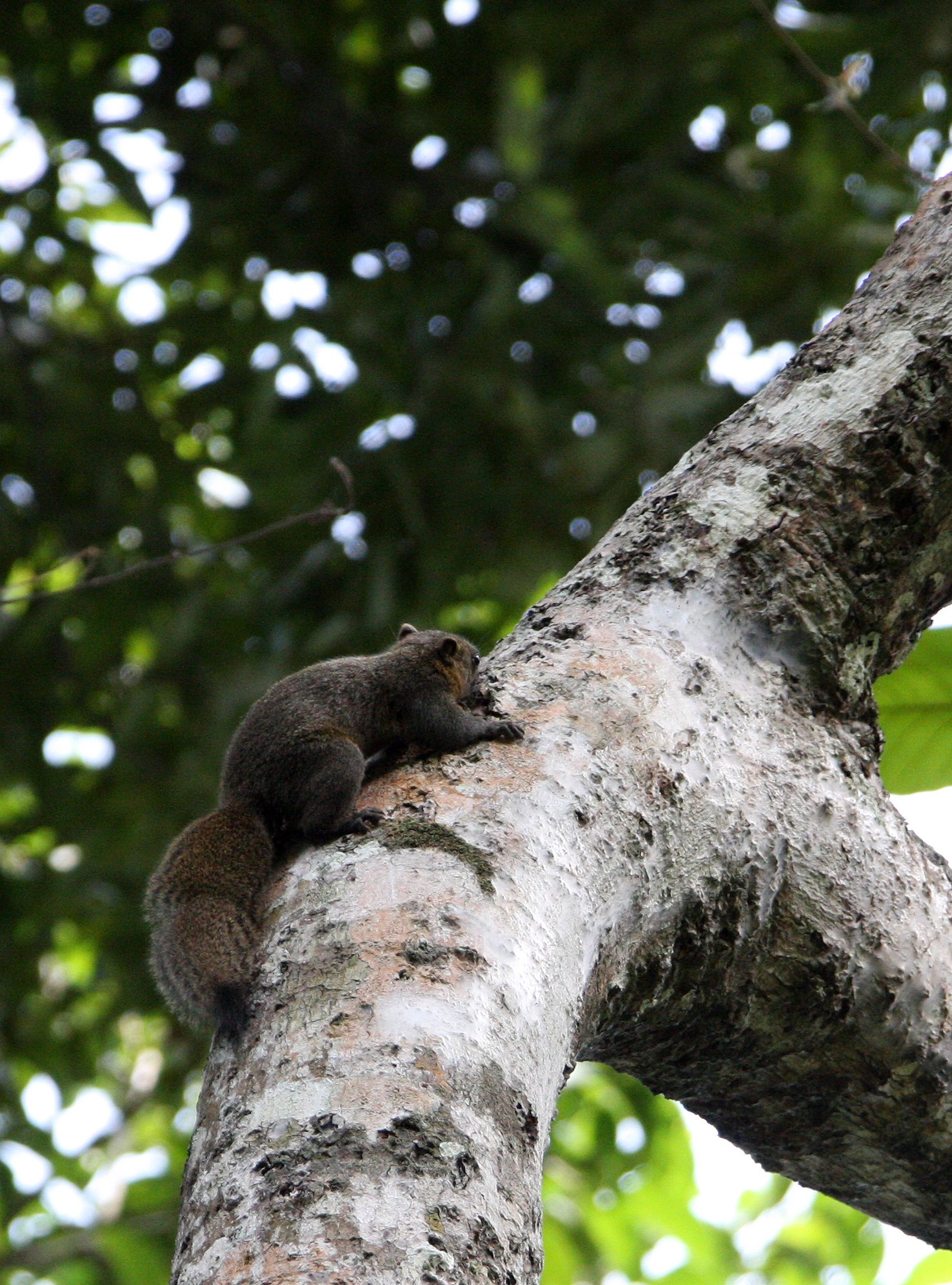 Callosciurus caniceps - GREY-BELLIED SQUIRREL - KOH LANTA THAILAND (10).JPG